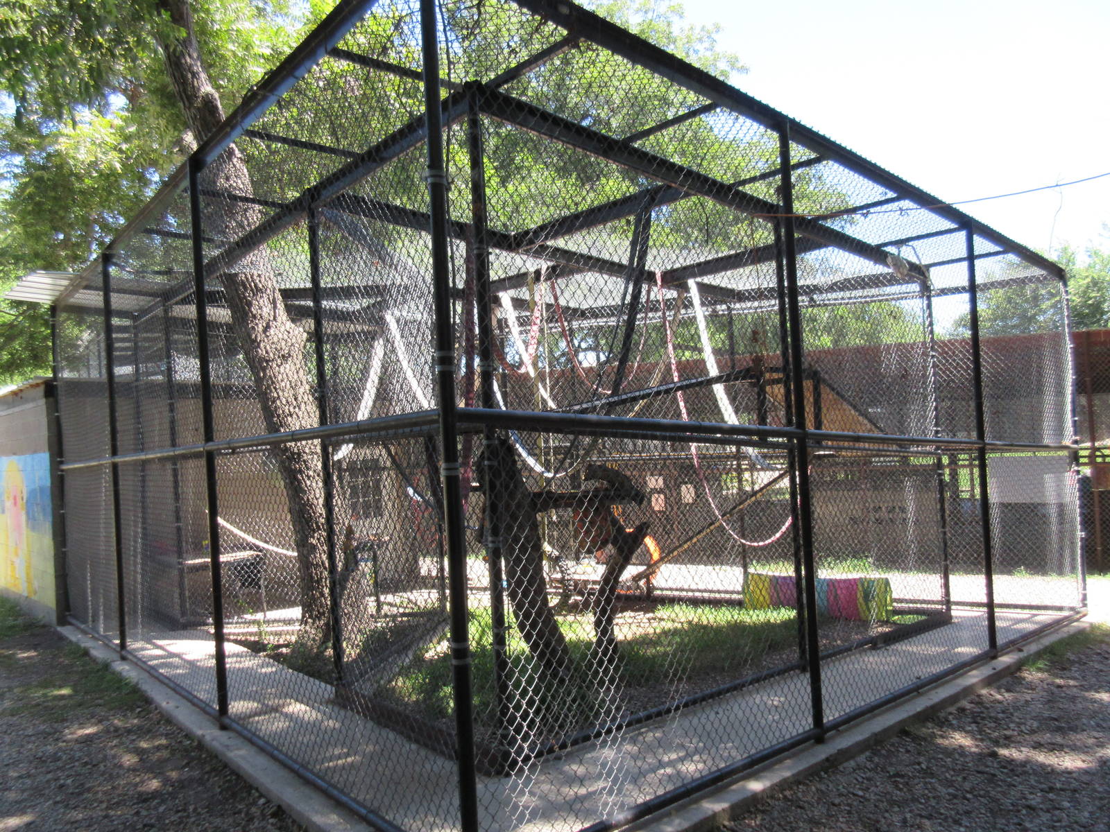Ring-Tailed Lemur Exhibit