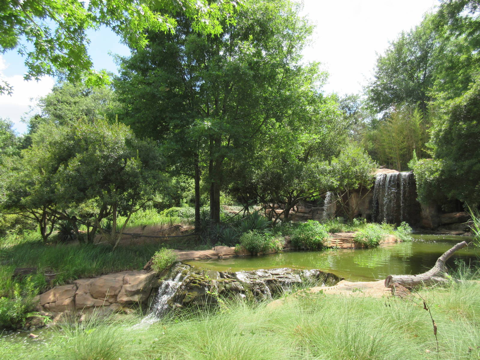 Ring-Tailed Lemur Exhibit