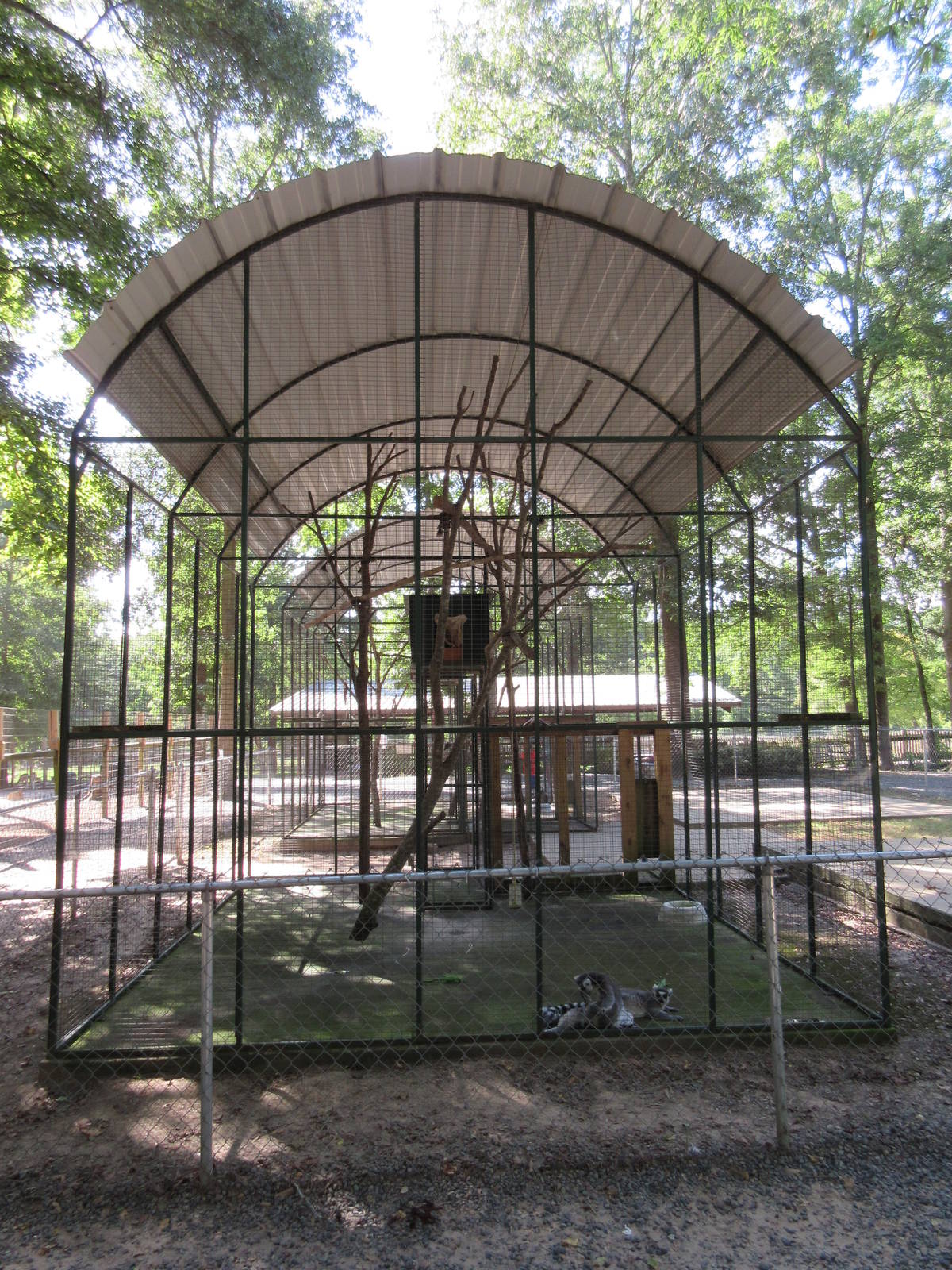 Ring-Tailed Lemur Exhibit