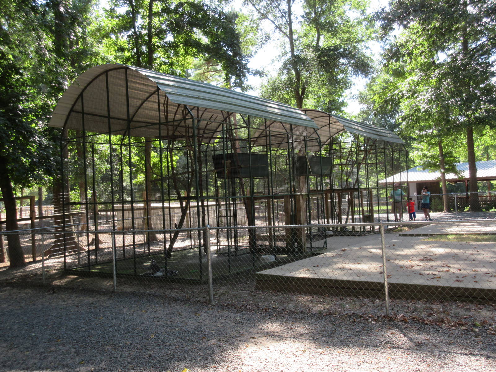 Ring-Tailed Lemur Exhibit