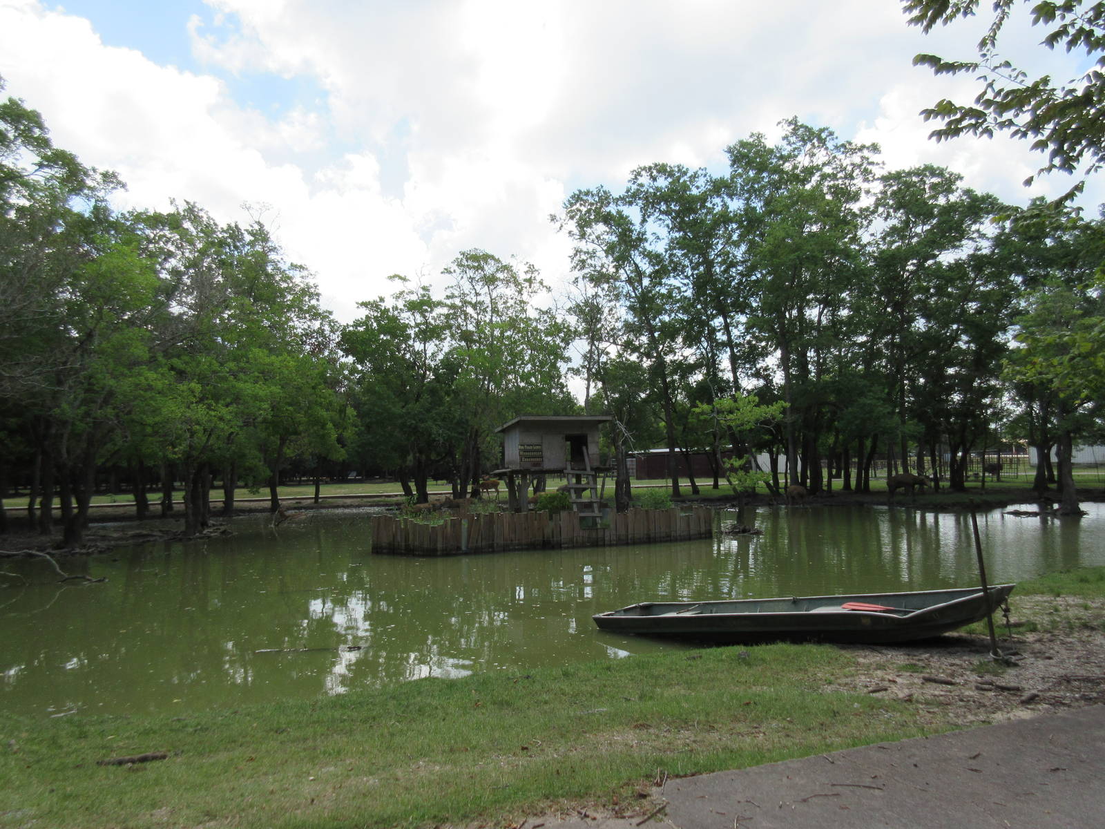 Ring-Tailed Lemur Exhibit
