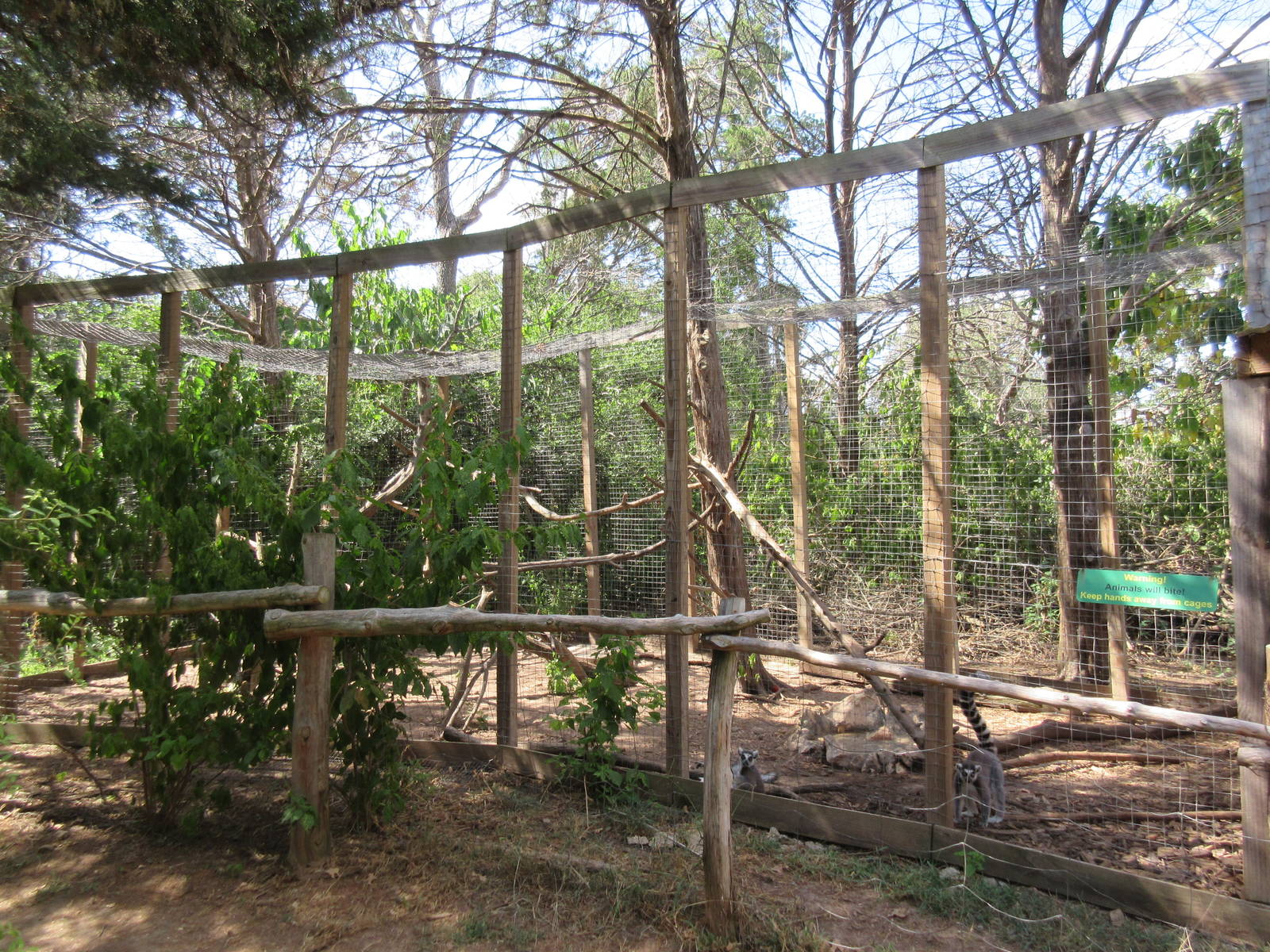 Ring-Tailed Lemur Exhibit