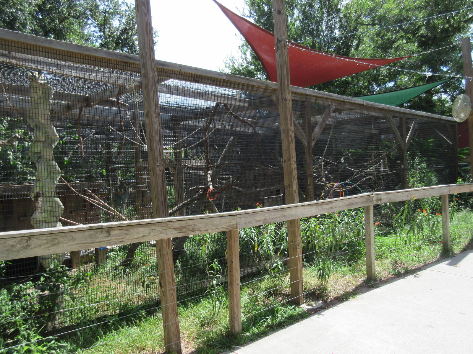 Ring-Tailed Lemur Exhibit