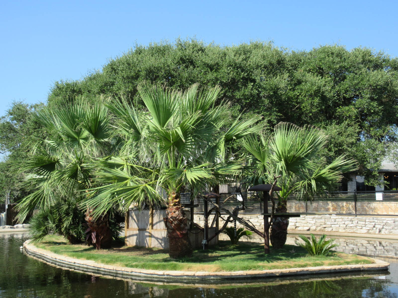 Ring-Tailed Lemur Exhibit