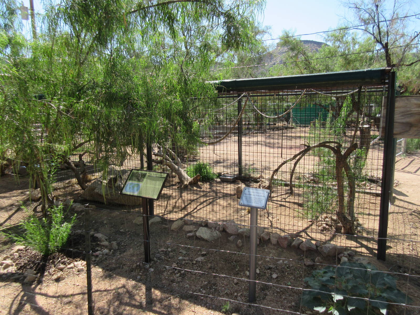Ring-Tailed Lemur Exhibit