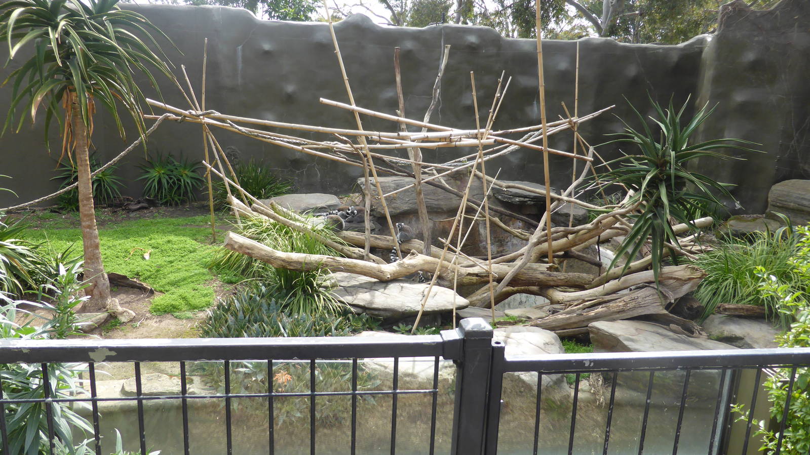 Ring-tailed Lemur exhibit