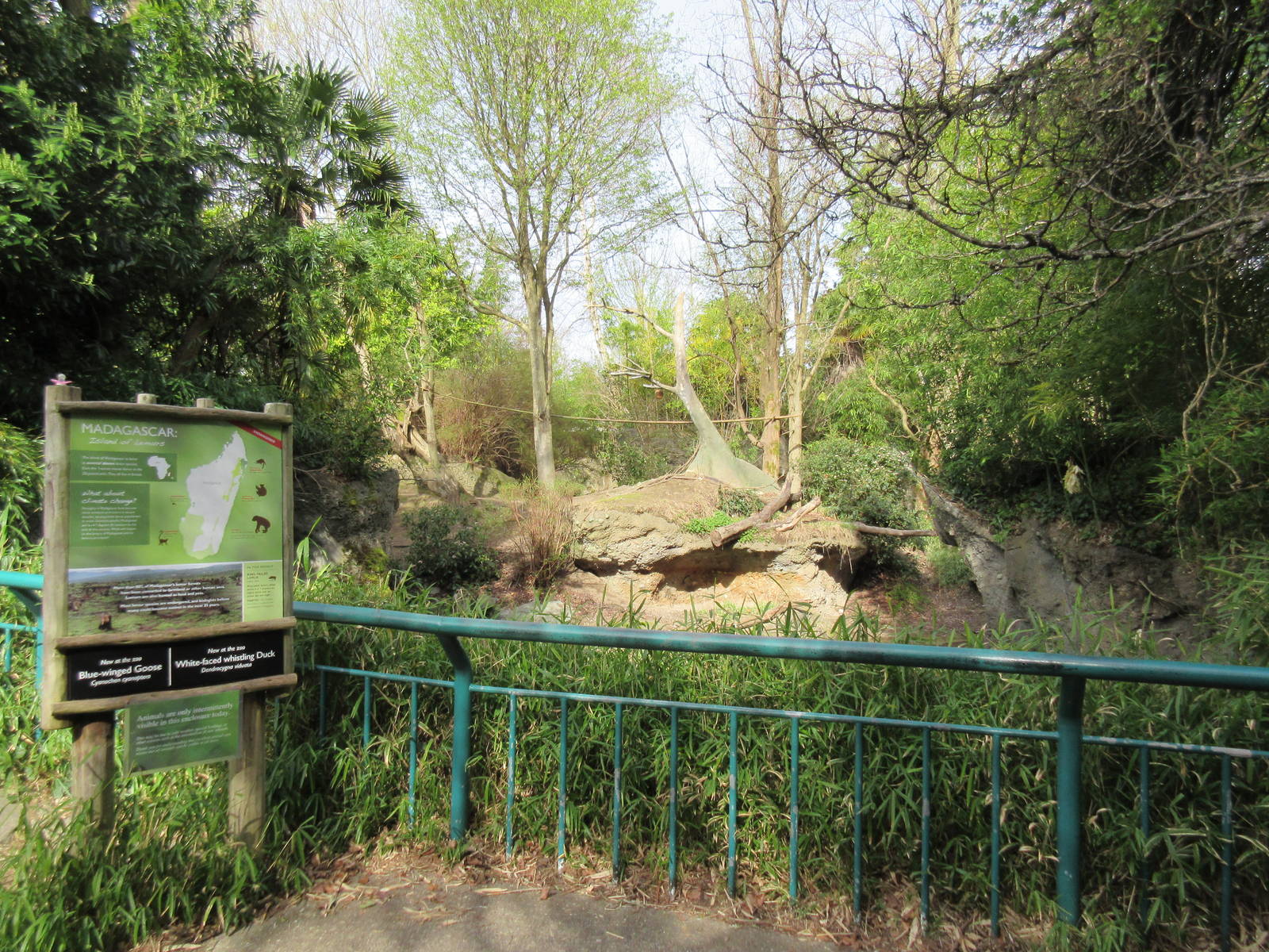 Ring-Tailed Lemur Exhibit