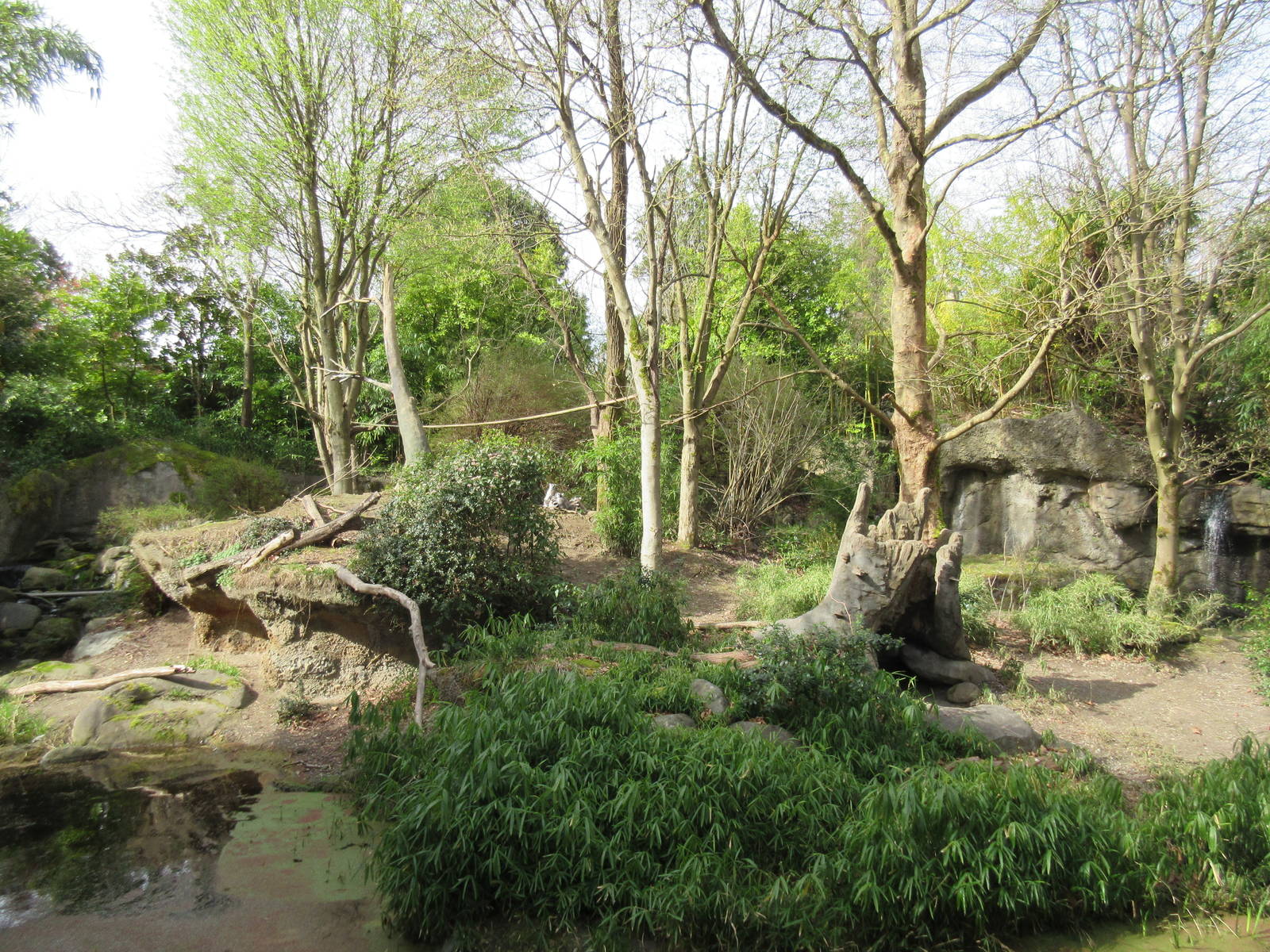 Ring-Tailed Lemur Exhibit