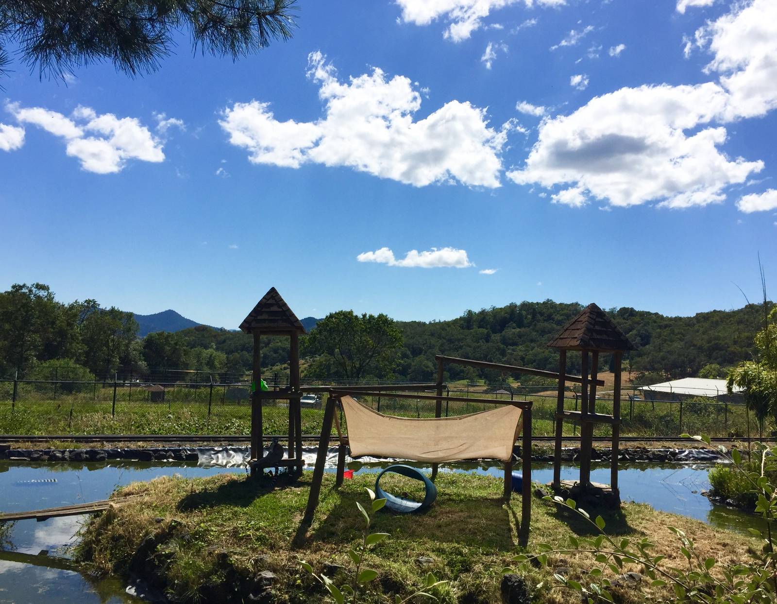 Ring-tailed Lemur Exhibit