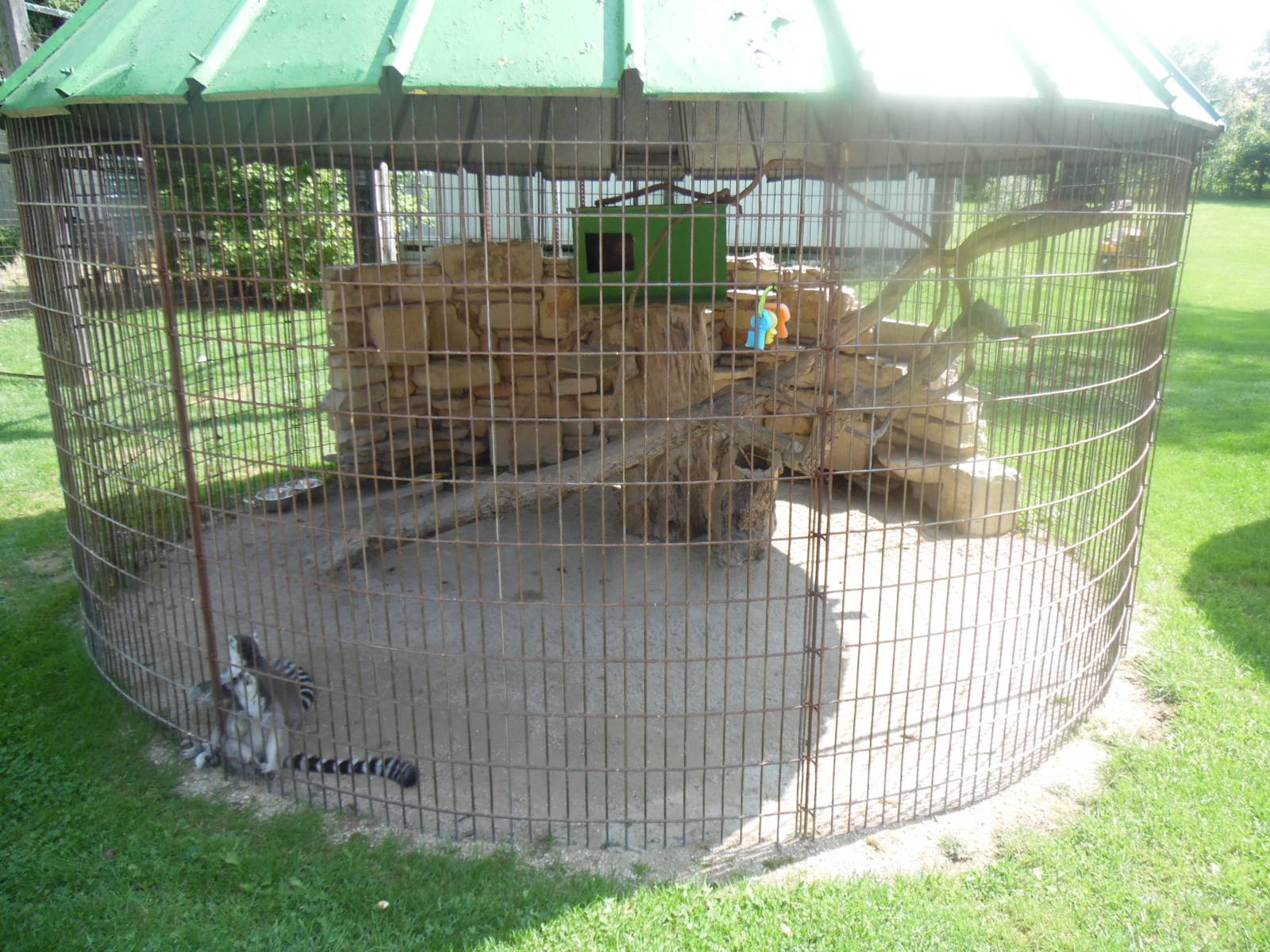 Ring-tailed Lemur Exhibit