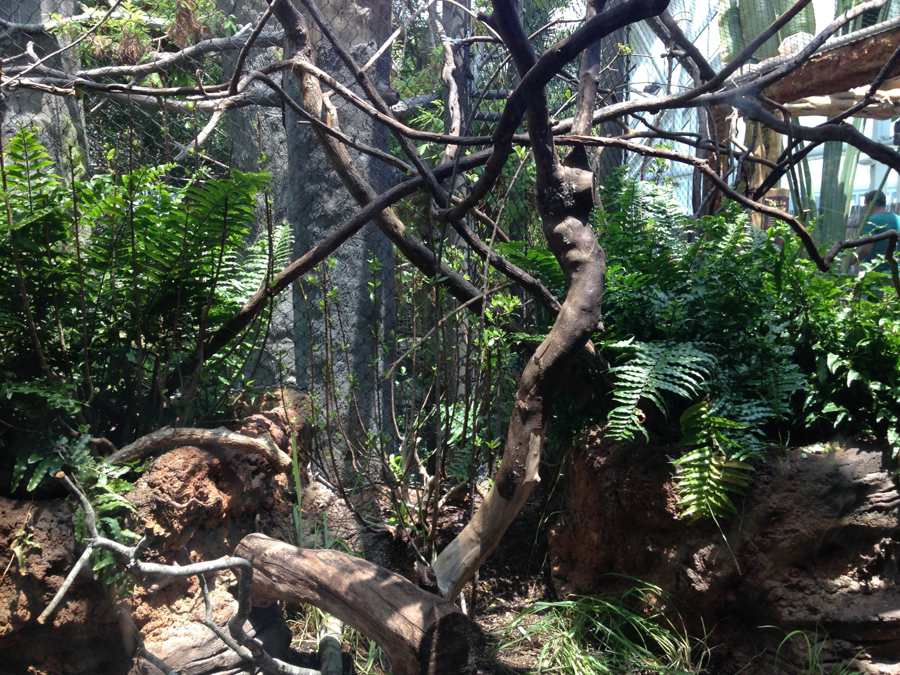Ring-tailed Lemur Exhibit