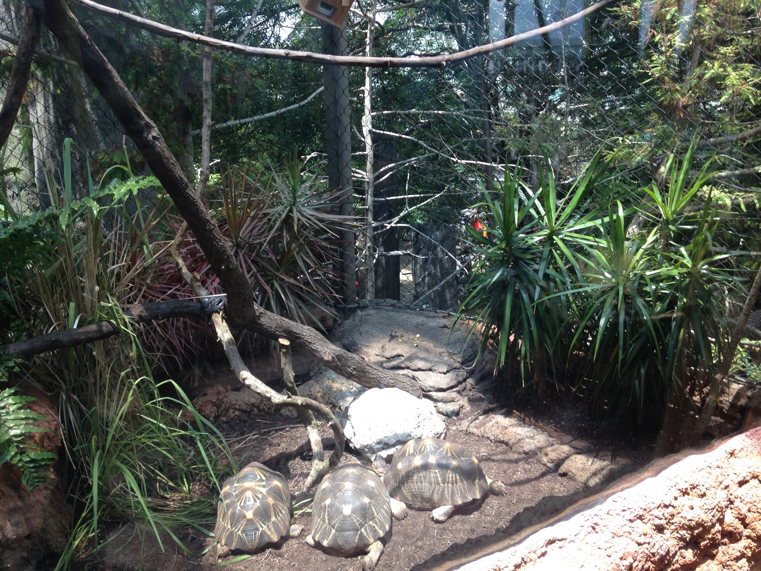 Ring-tailed Lemur Exhibit