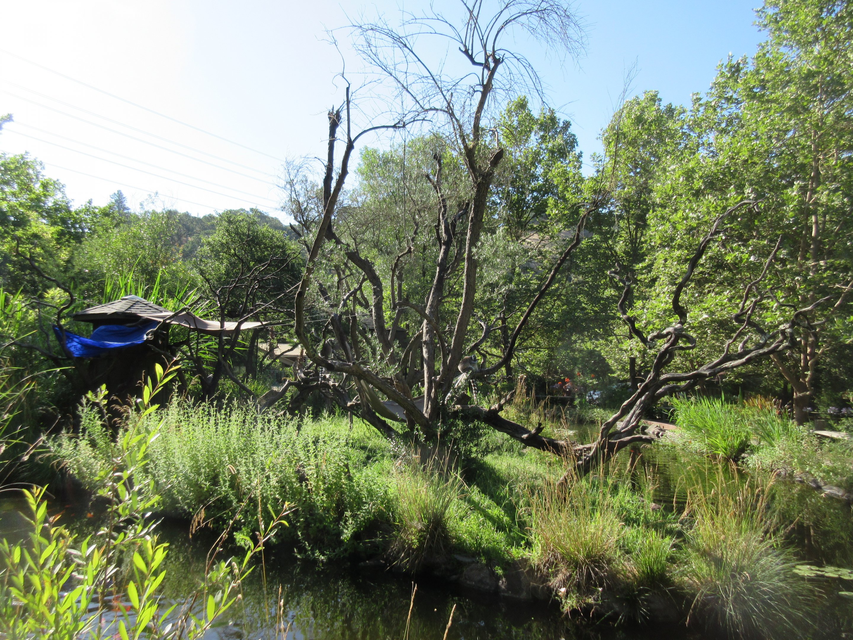 Ring-Tailed Lemur Exhibit