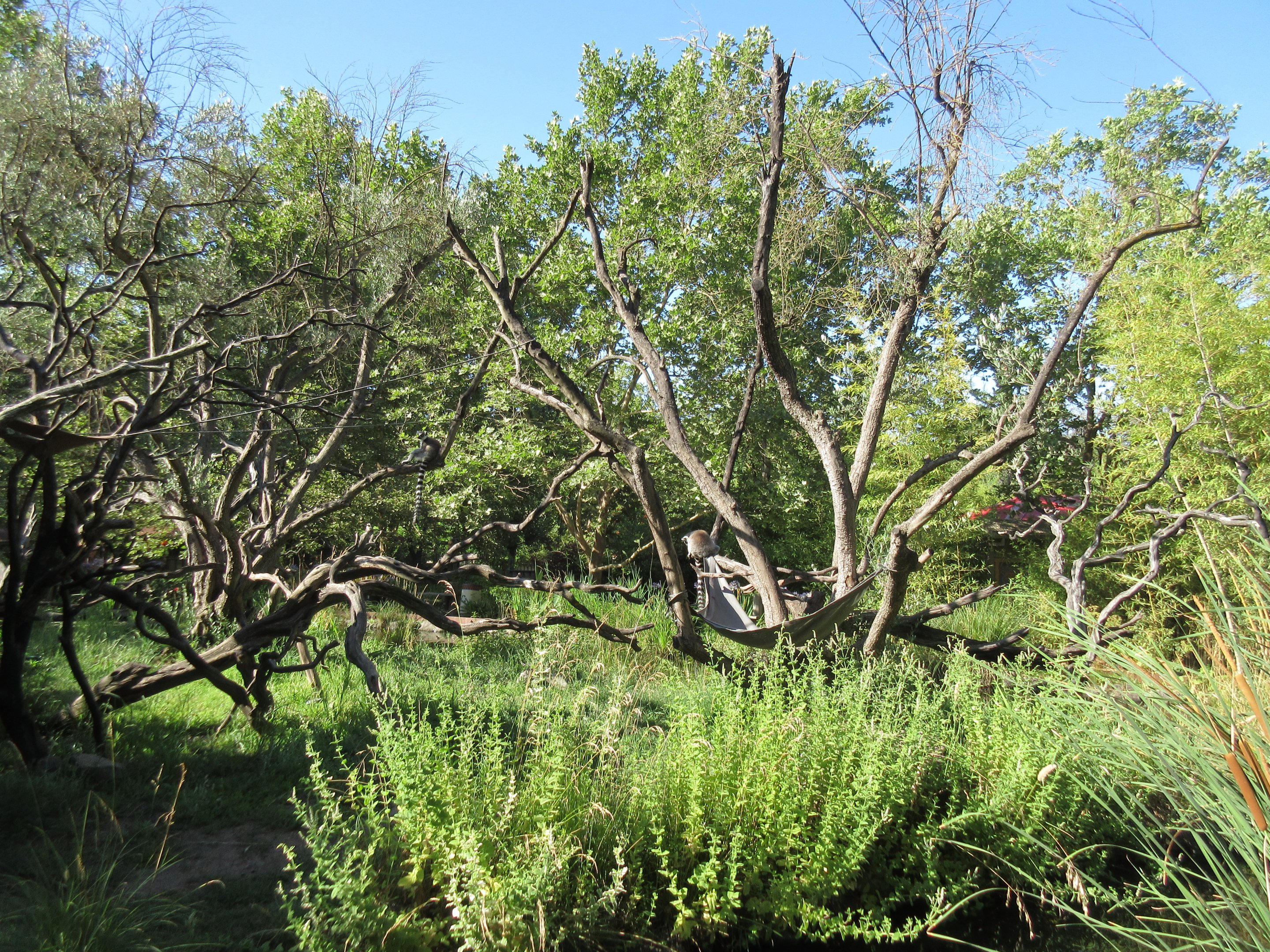 Ring-Tailed Lemur Exhibit