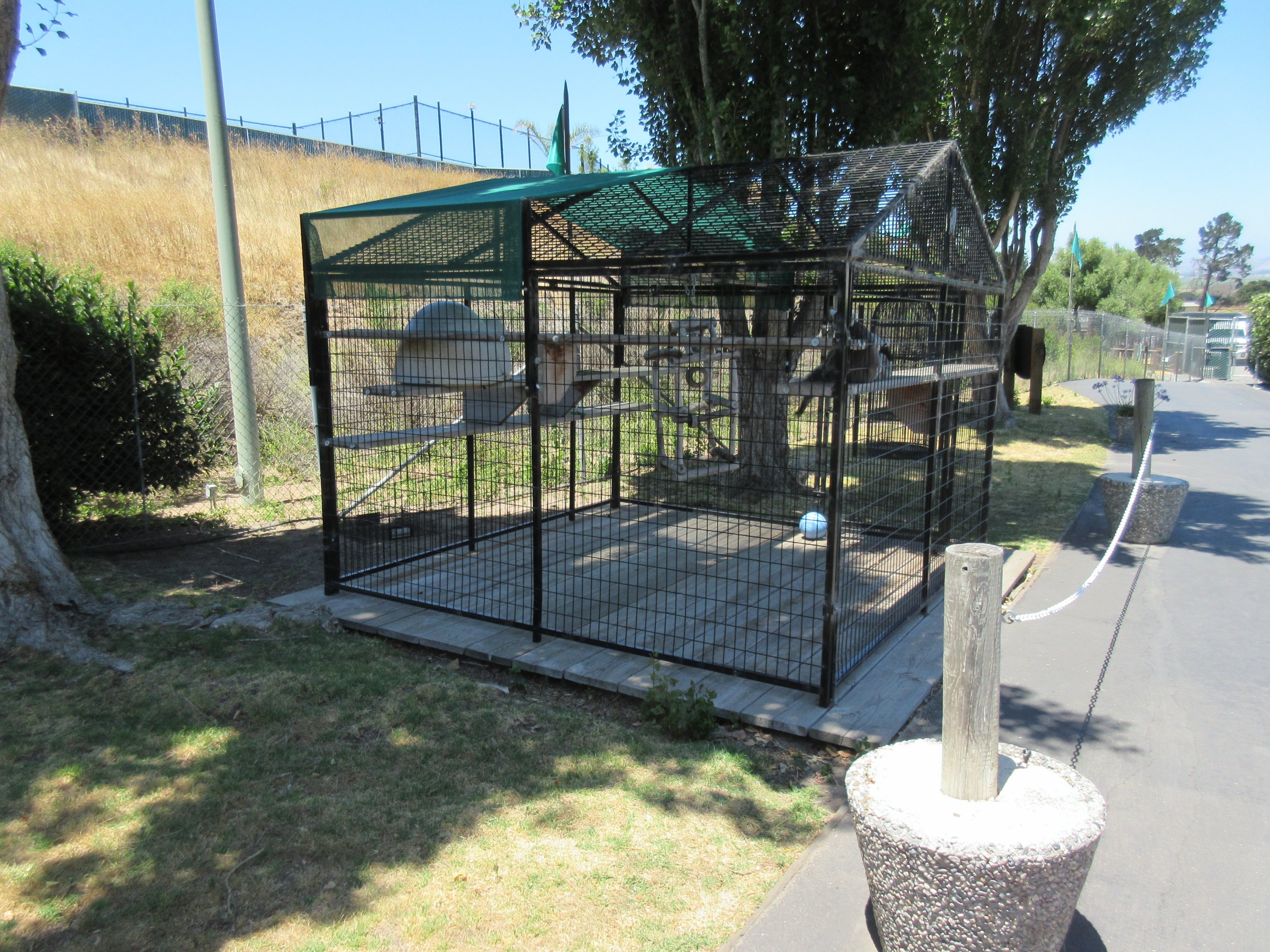 Ring-Tailed Lemur Exhibit
