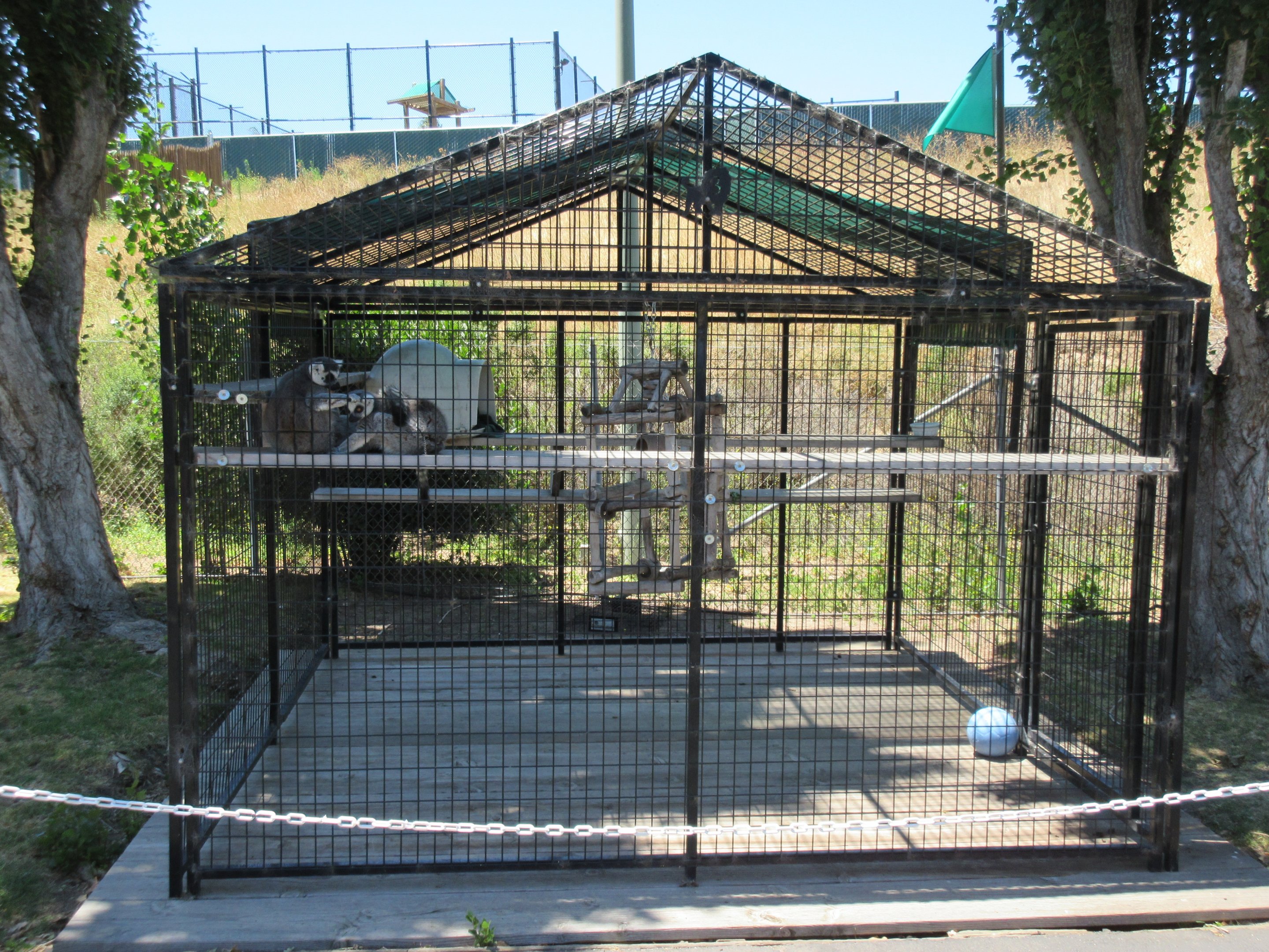 Ring-Tailed Lemur Exhibit