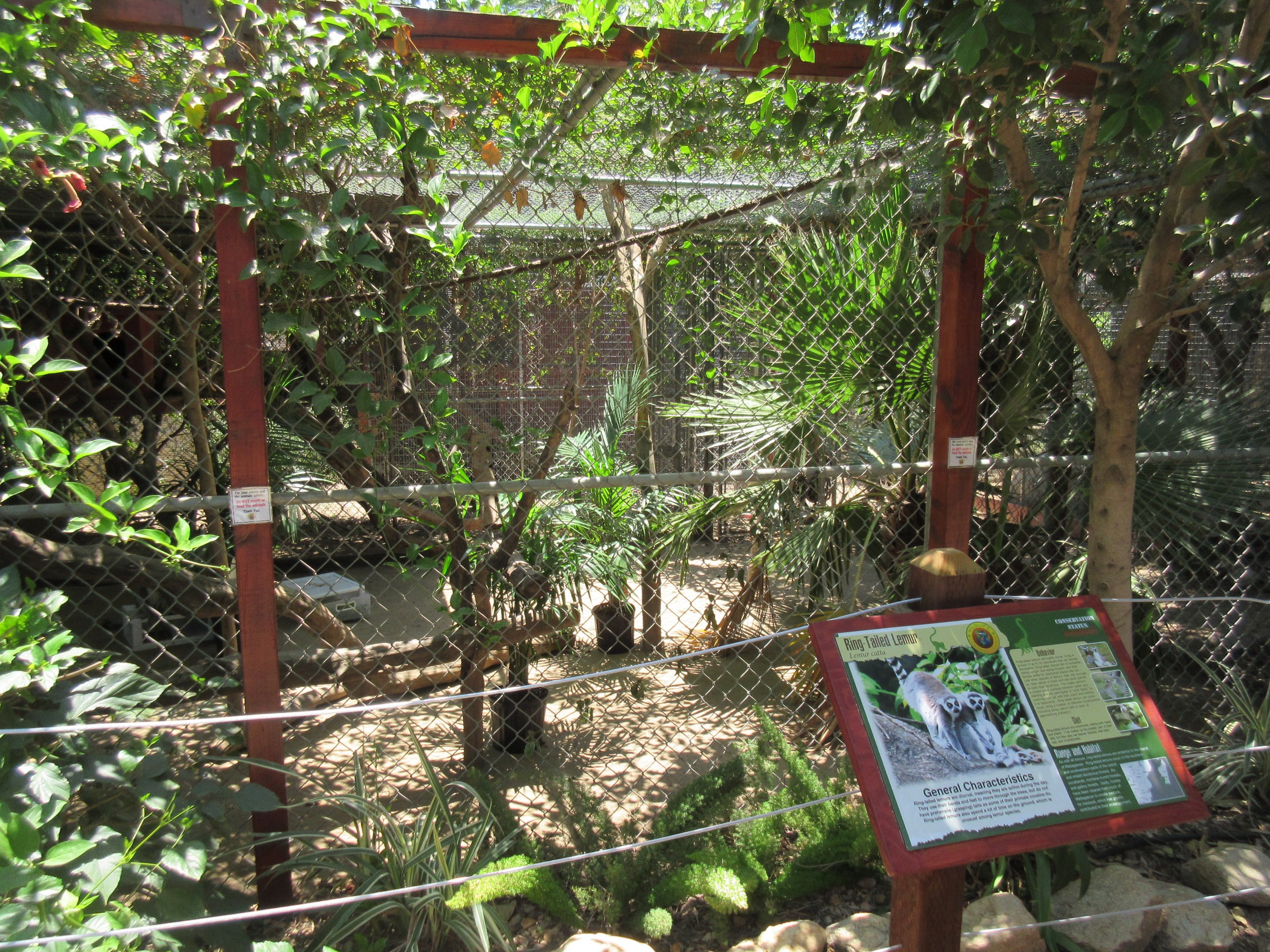 Ring-Tailed Lemur Exhibit