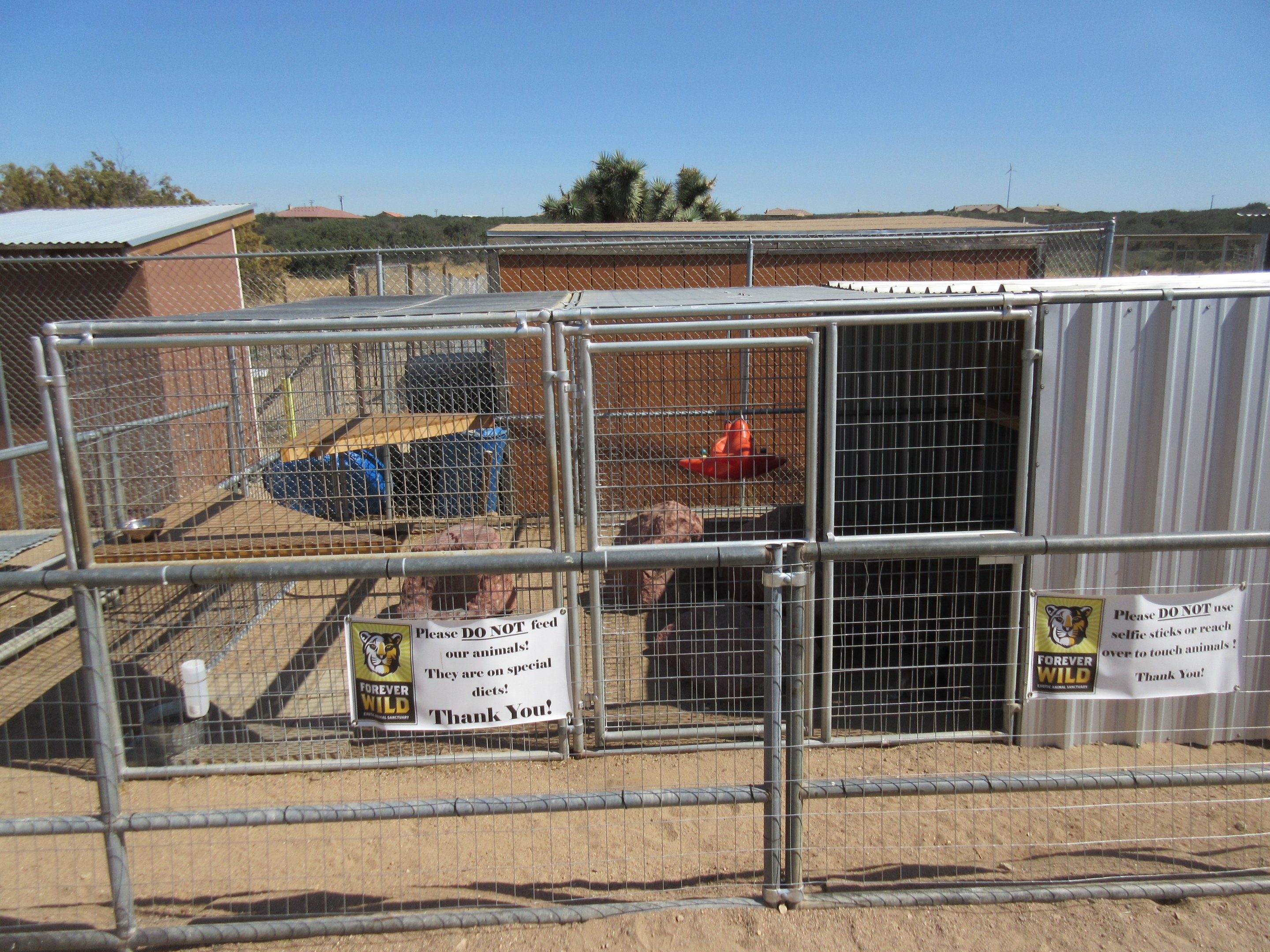 Ring-Tailed Lemur Exhibit