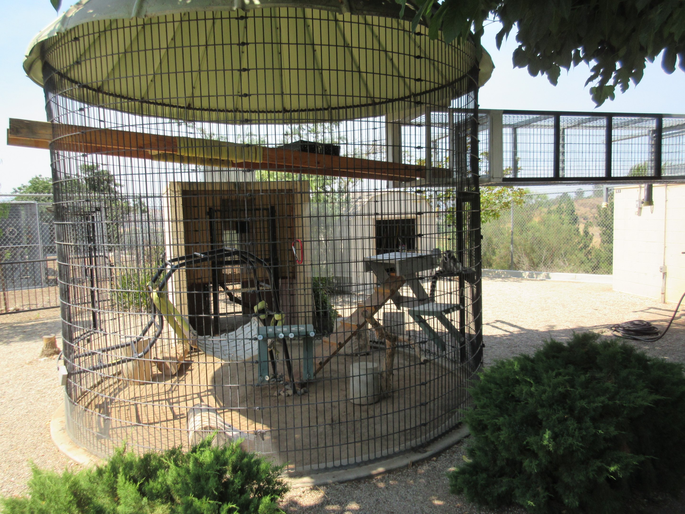 Ring-Tailed Lemur Exhibit