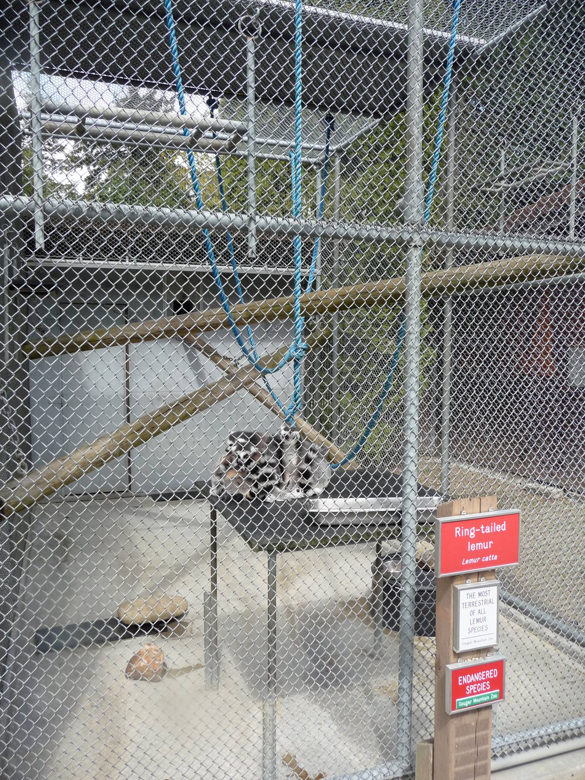 Ring-Tailed Lemur Exhibit