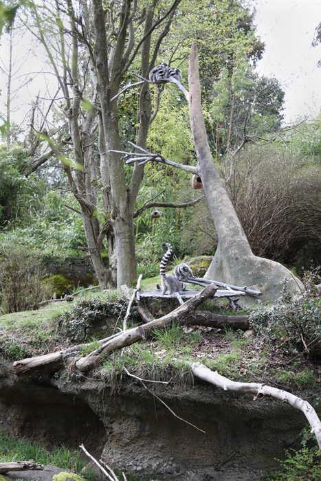 ring tailed lemur exhibit