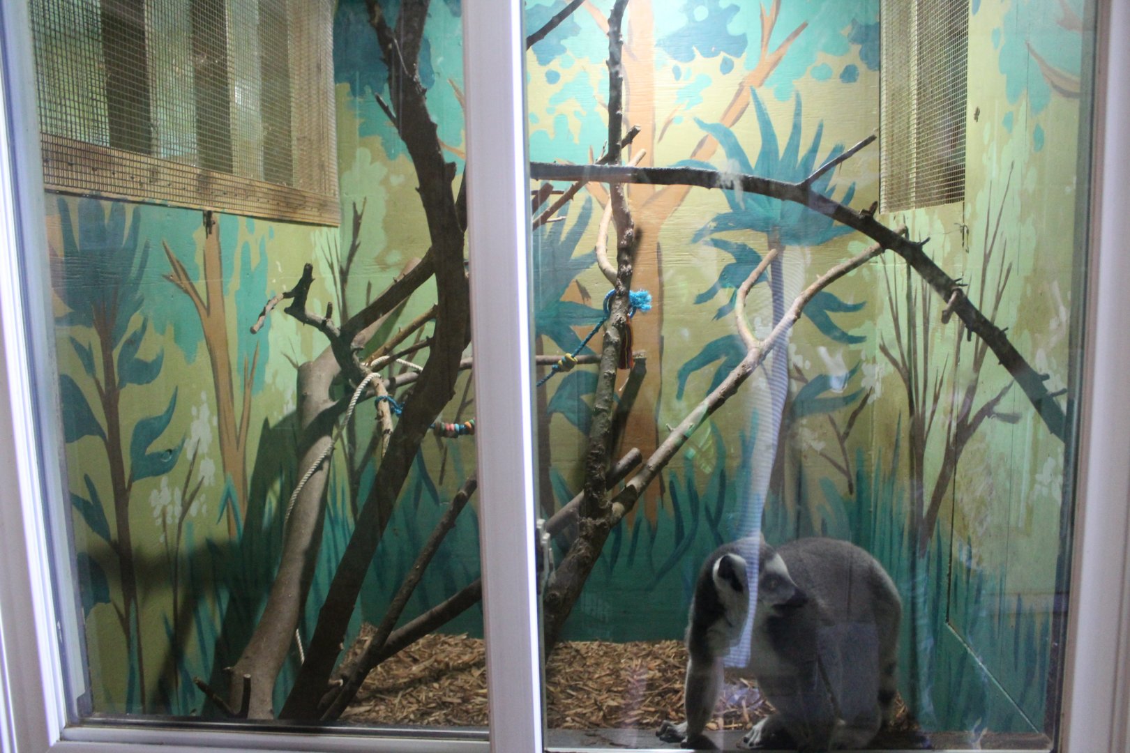Ring-Tailed Lemur Exhibit