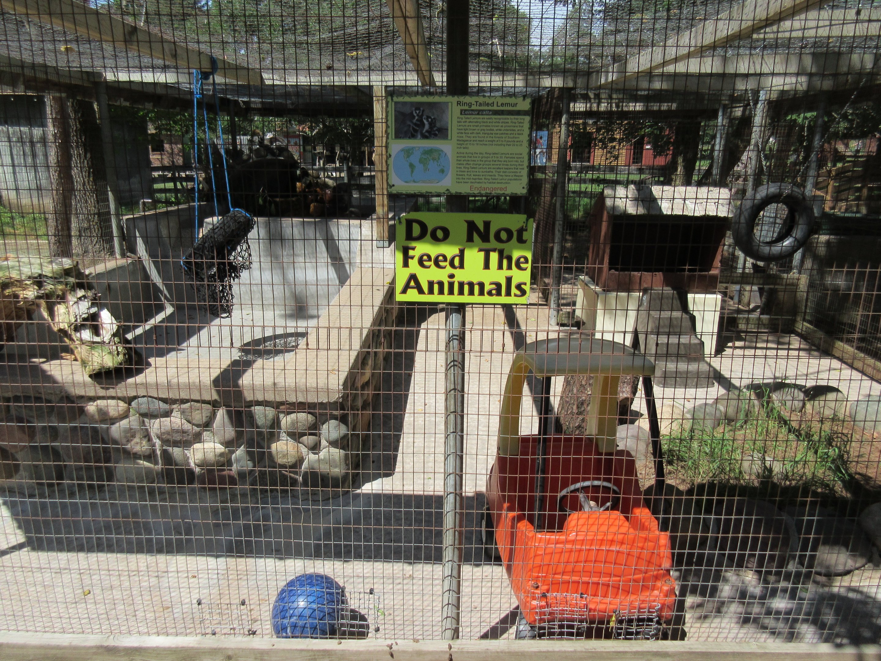 Ring-tailed Lemur Exhibit
