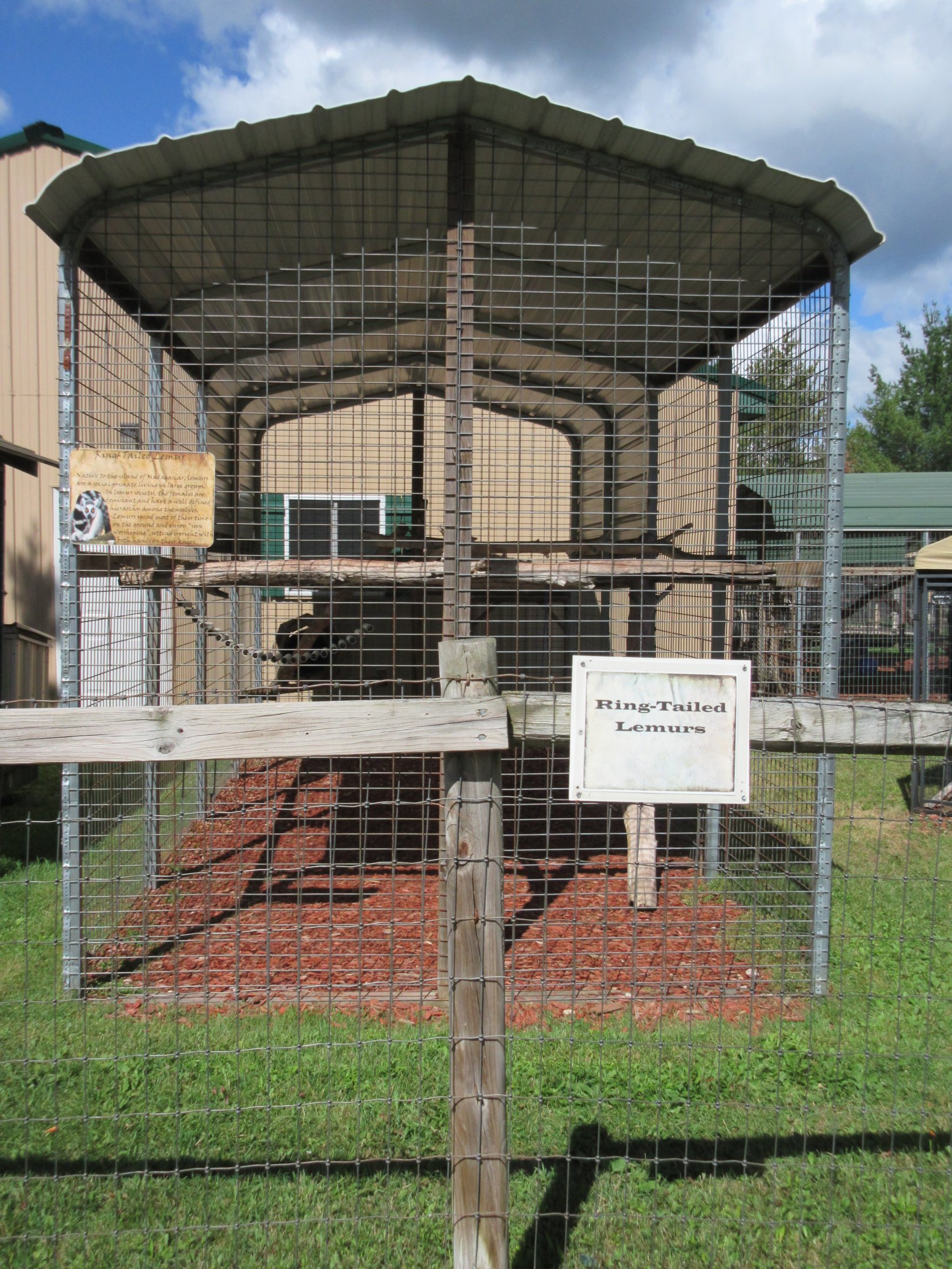 Ring-tailed Lemur Exhibit