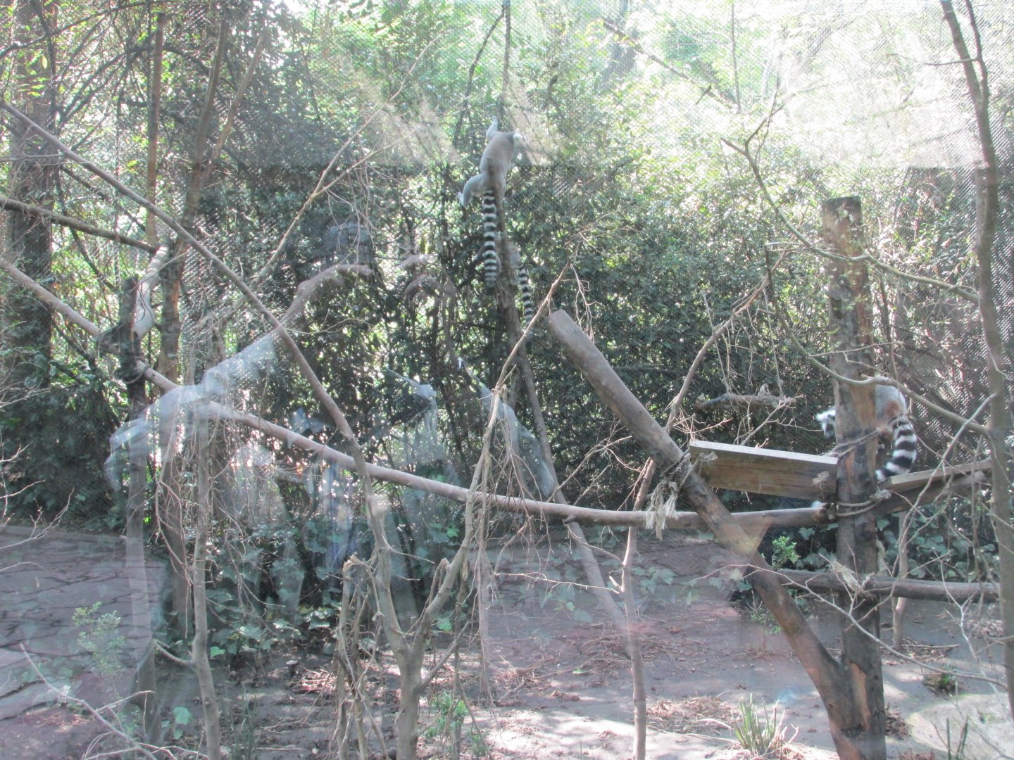 ring tailed lemur exhibit