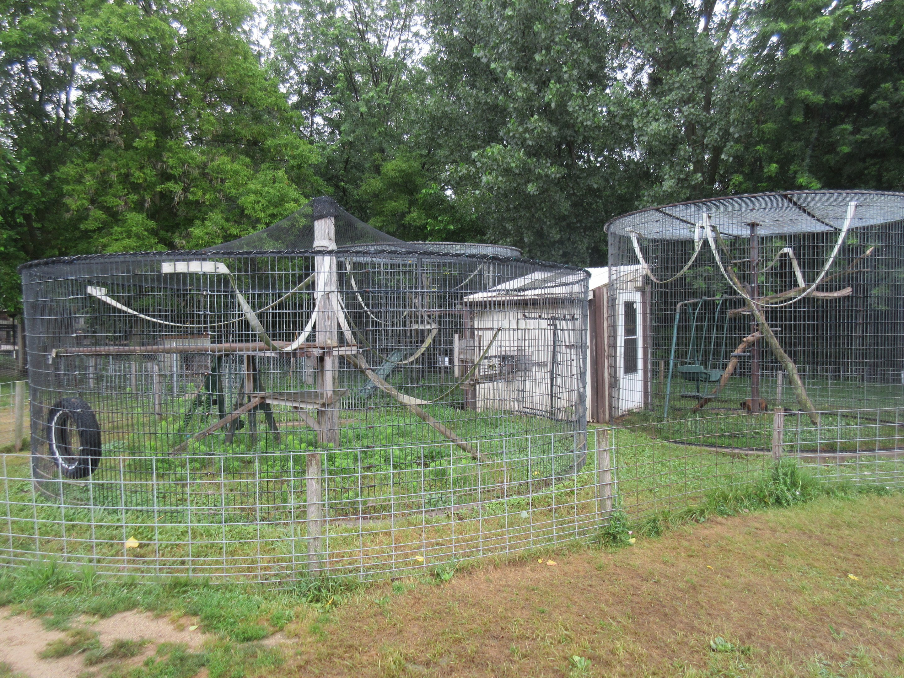 Ring-tailed Lemur Exhibit