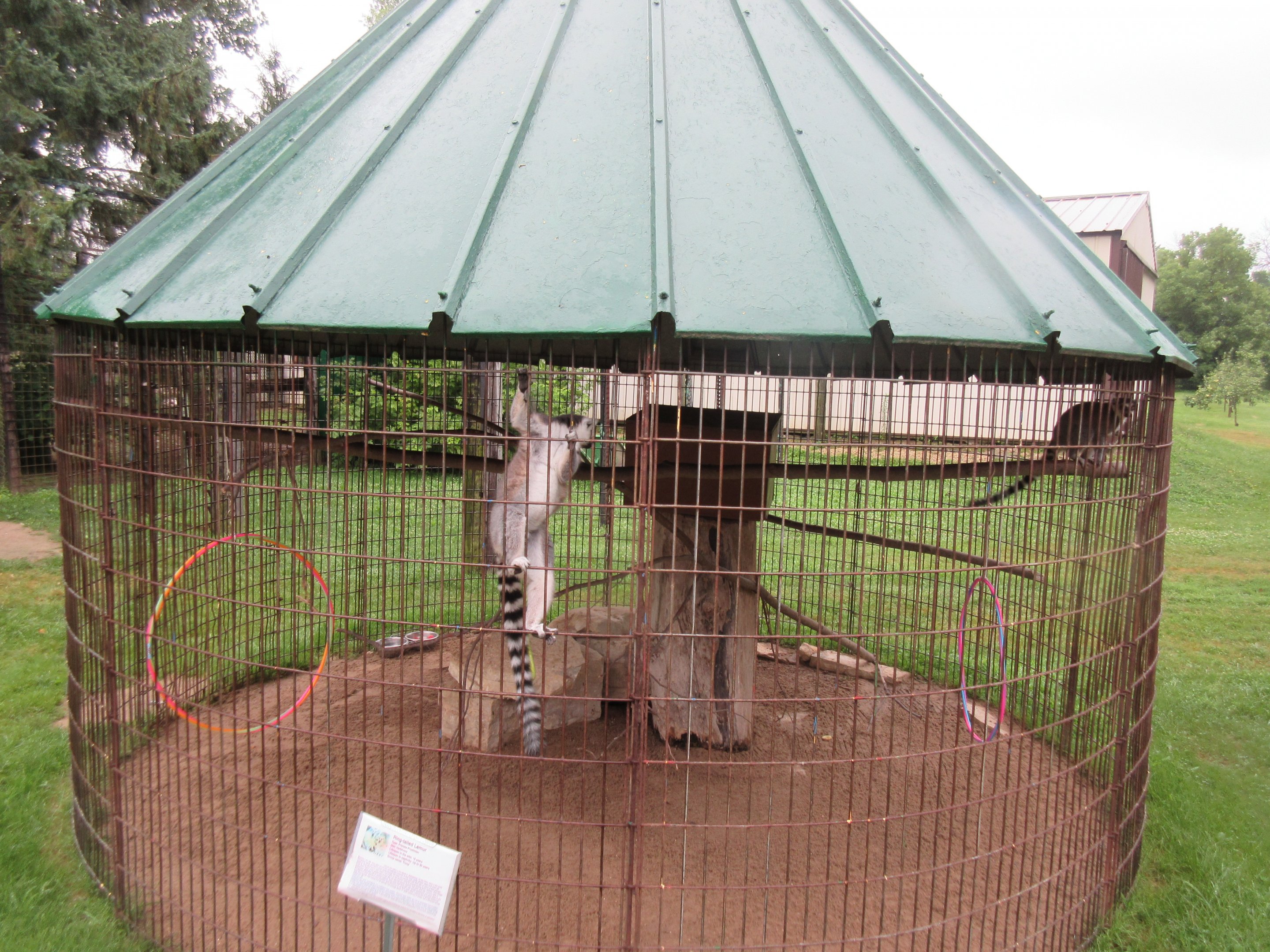 Ring-tailed Lemur Exhibit