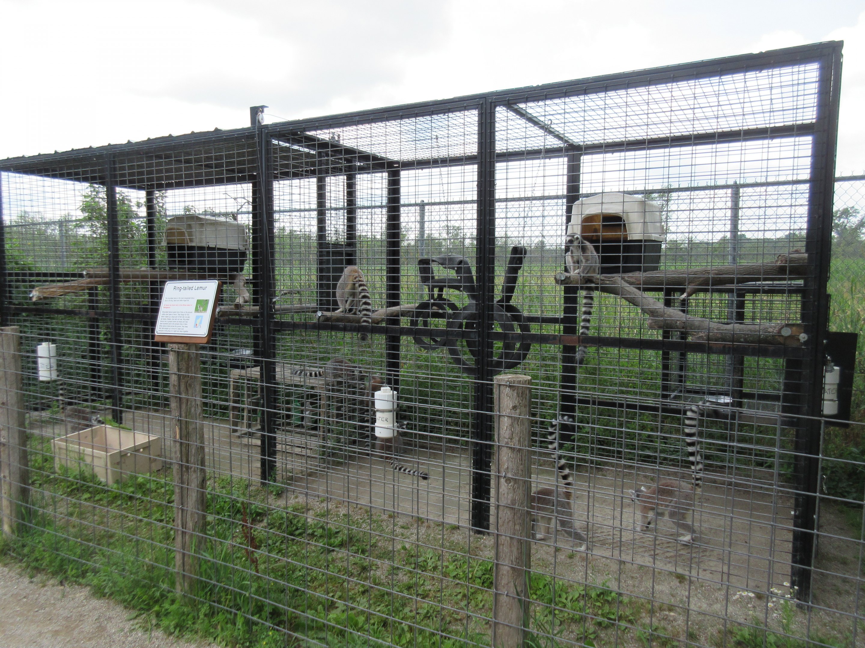 Ring-tailed Lemur Exhibit