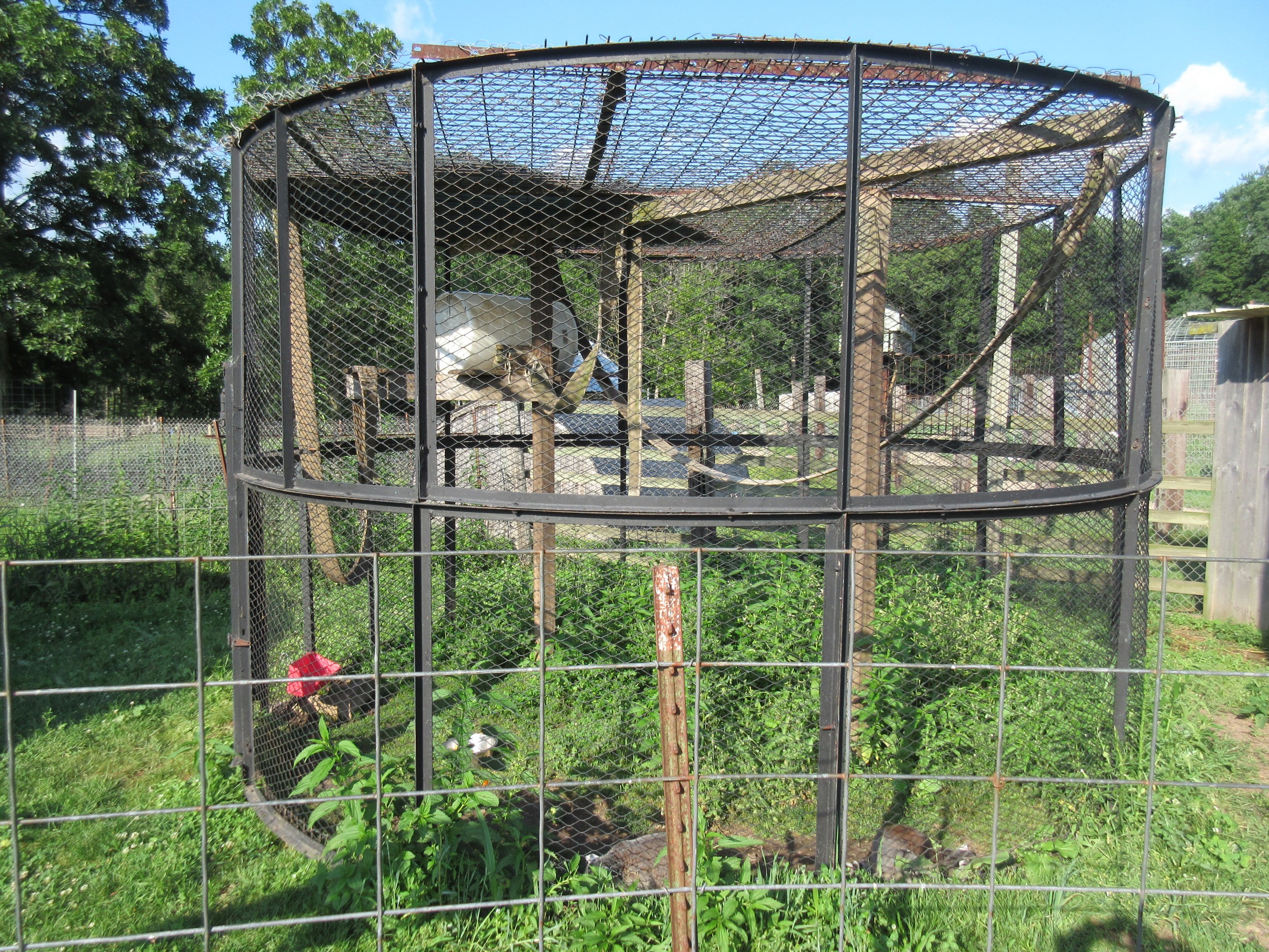 Ring-tailed Lemur Exhibit