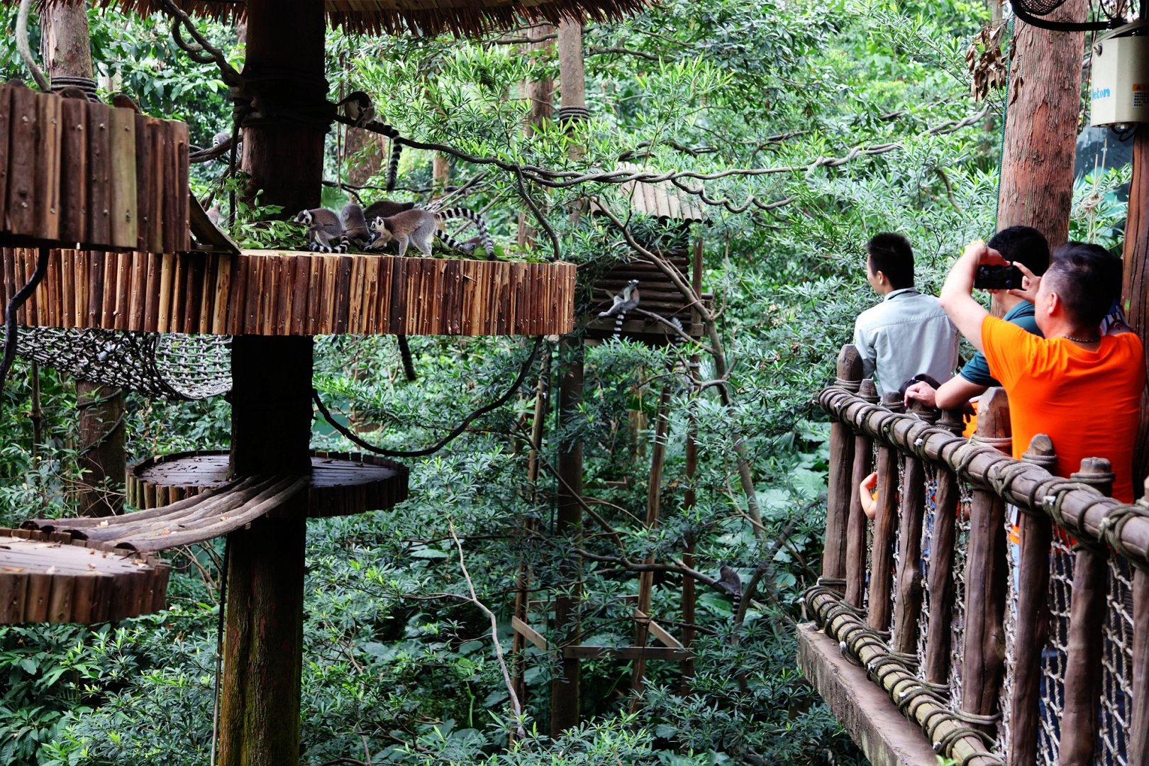 Ring-tailed lemur exhibit