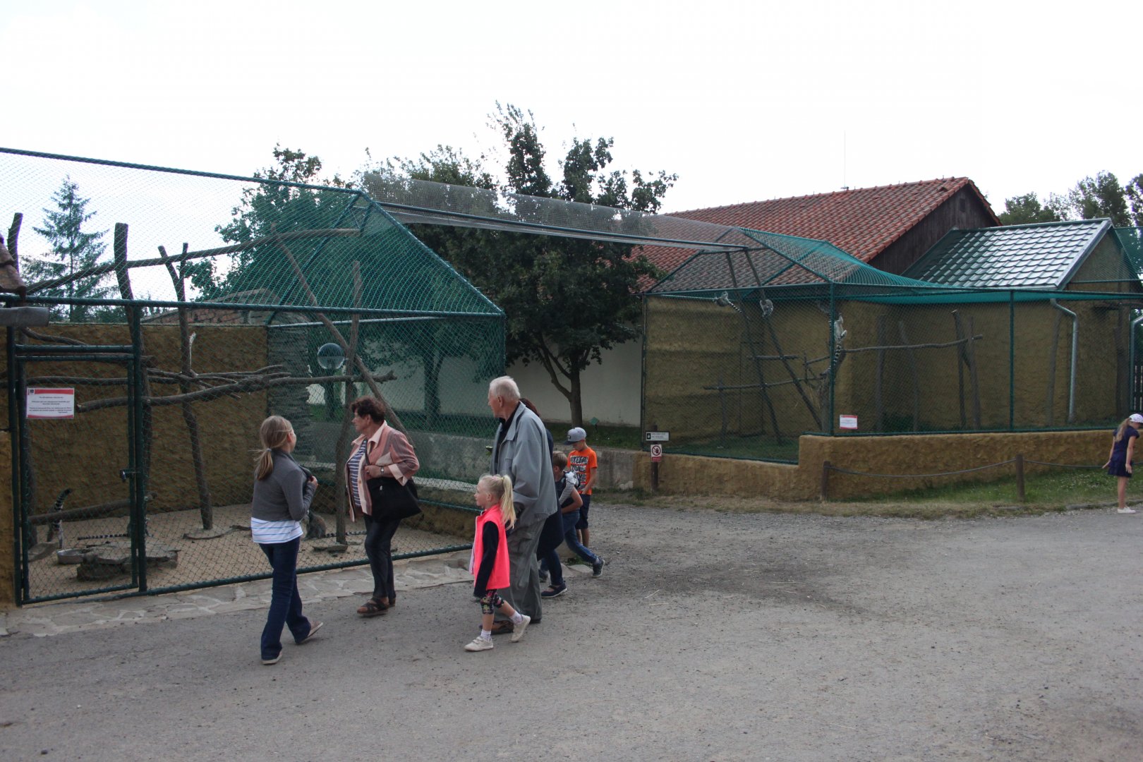 Ring-tailed lemur exhibit