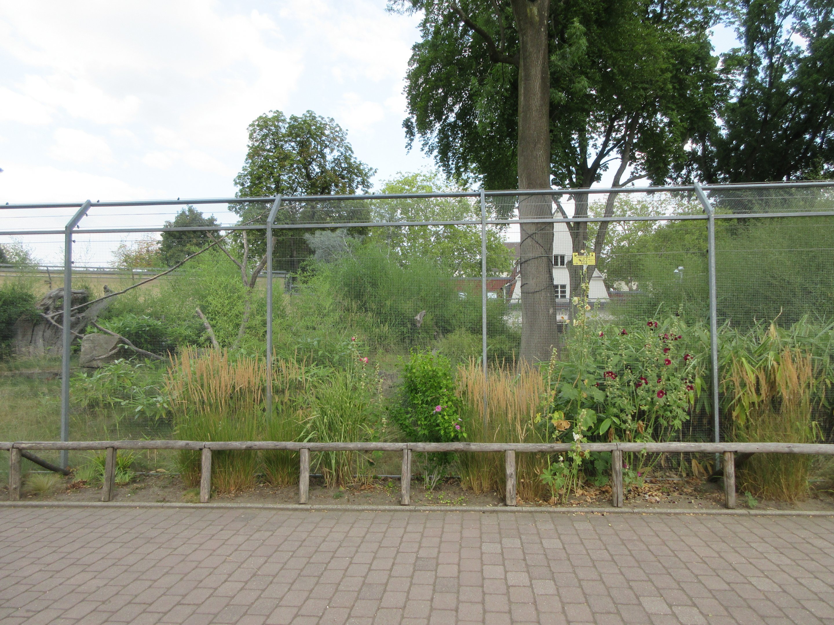 Ring-tailed Lemur Exhibit