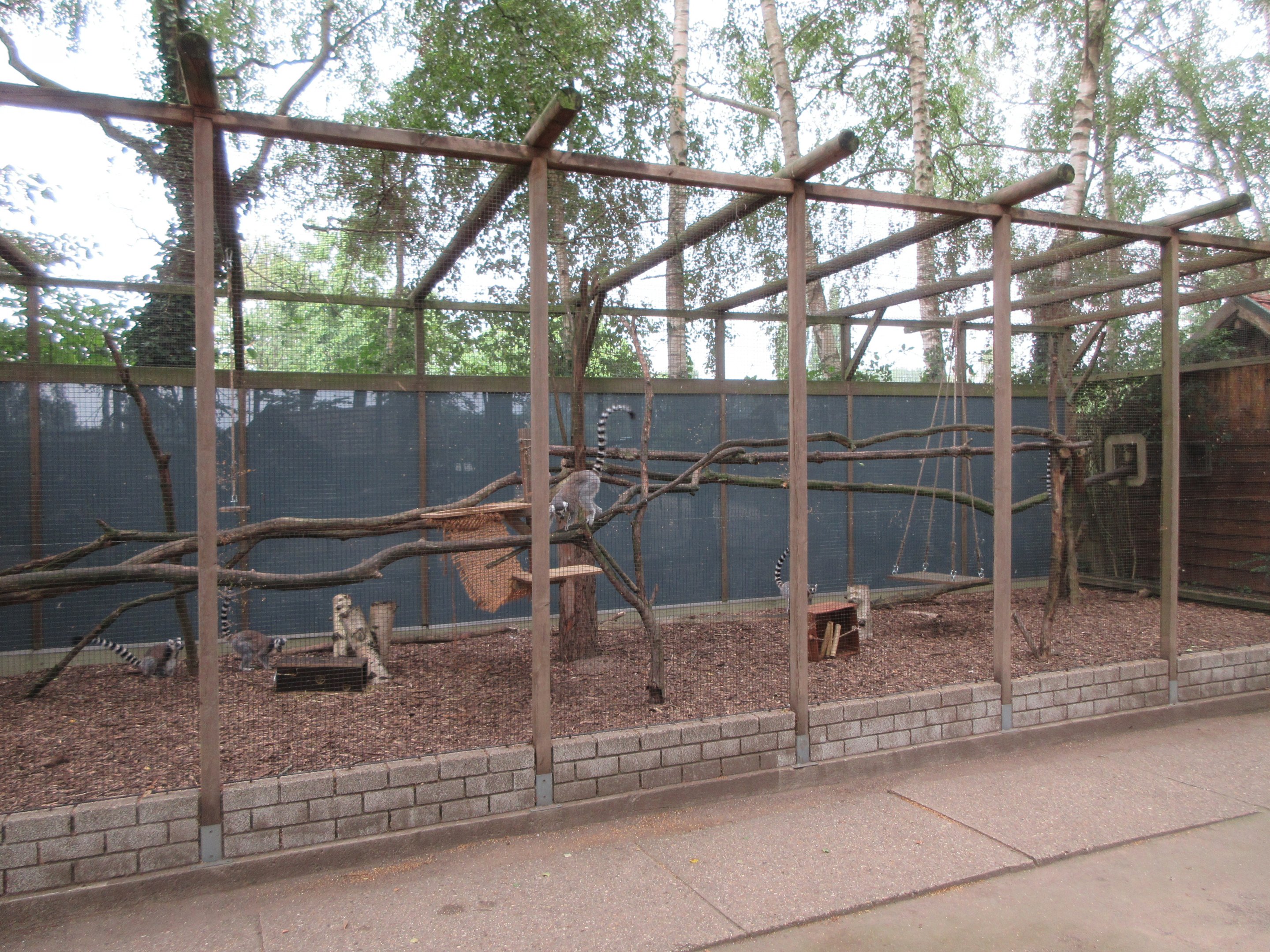 Ring-tailed Lemur Exhibit