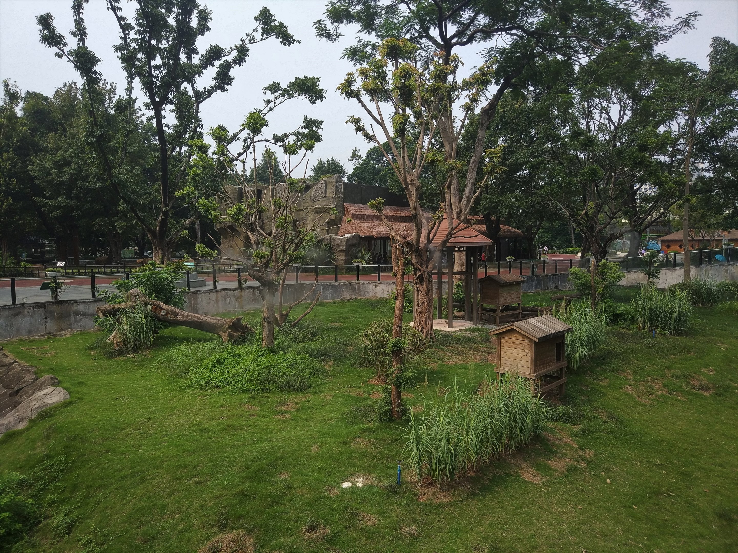 Ring-tailed Lemur Exhibit