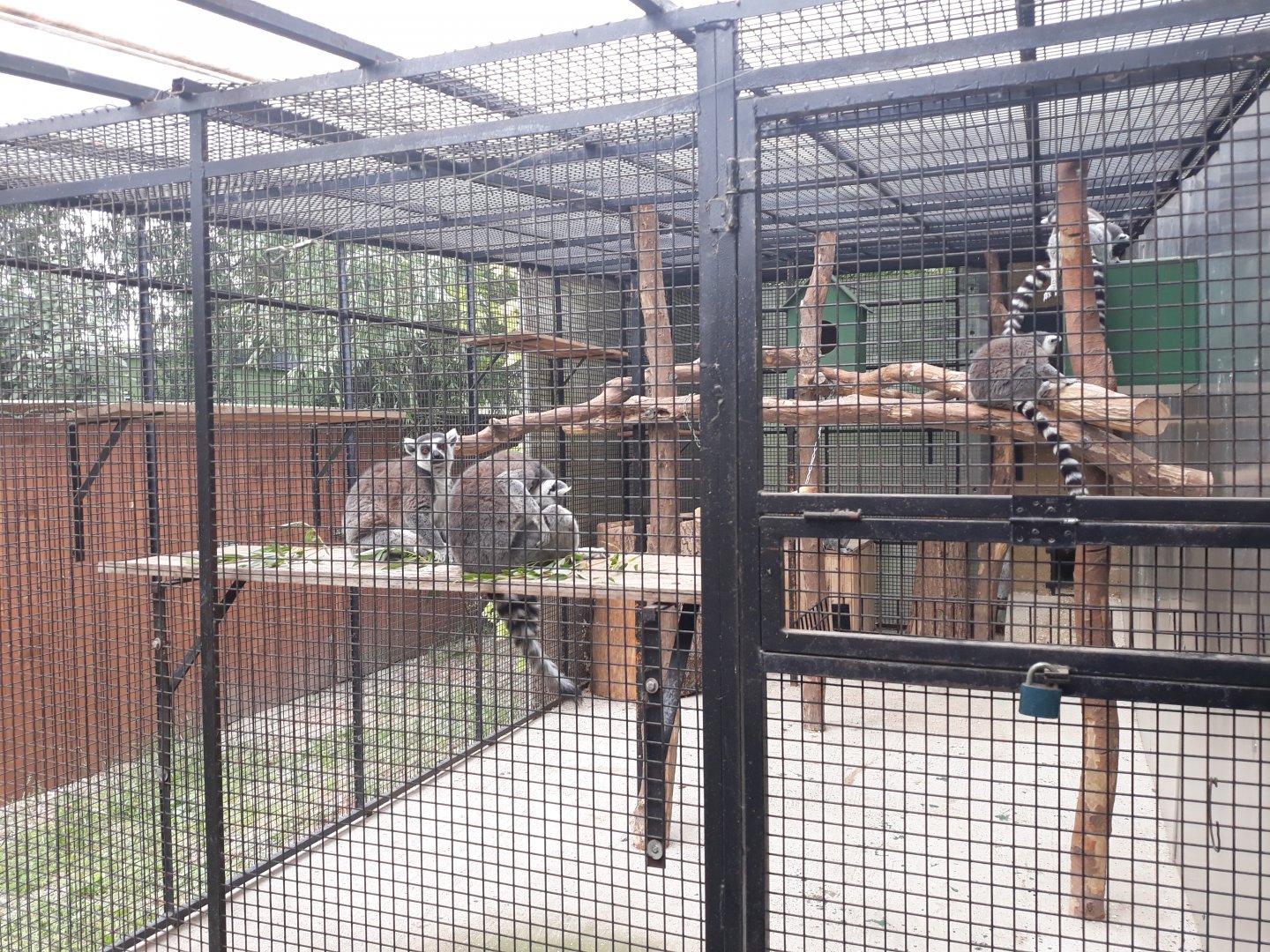Ring-tailed lemur exhibit