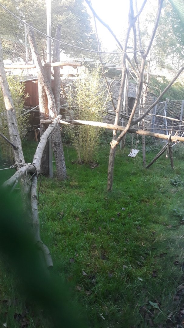 Ring-tailed lemur exhibit