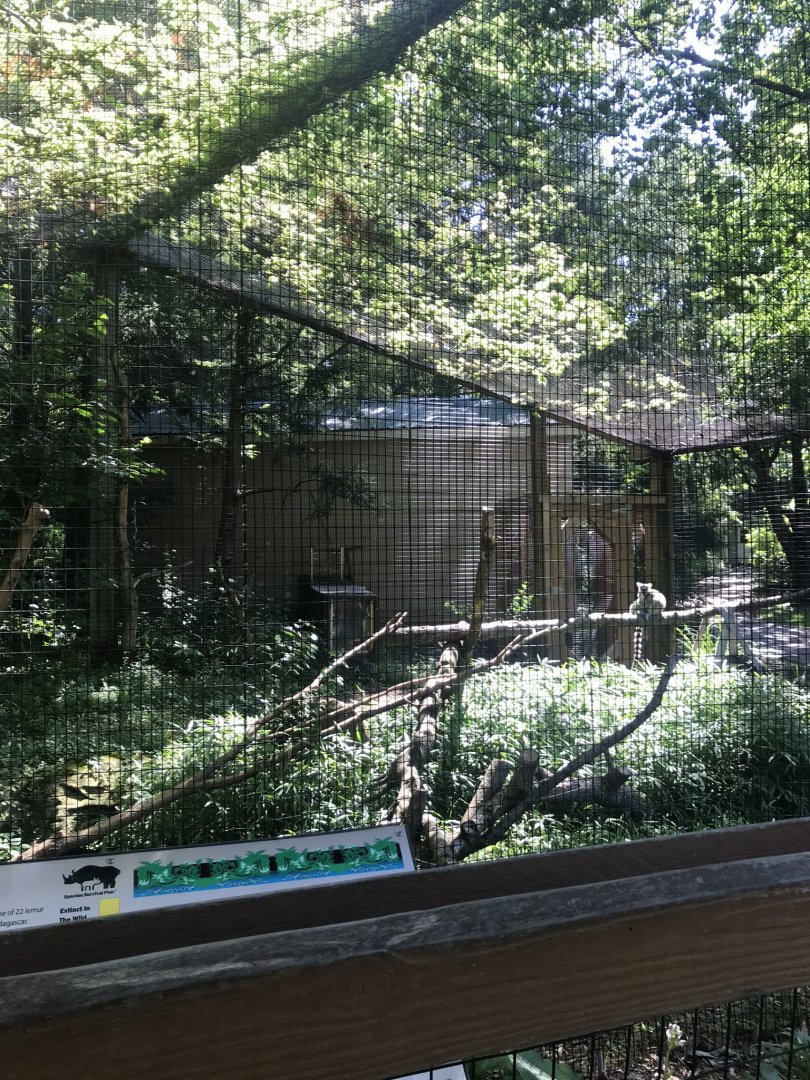 Ring-tailed lemur exhibit