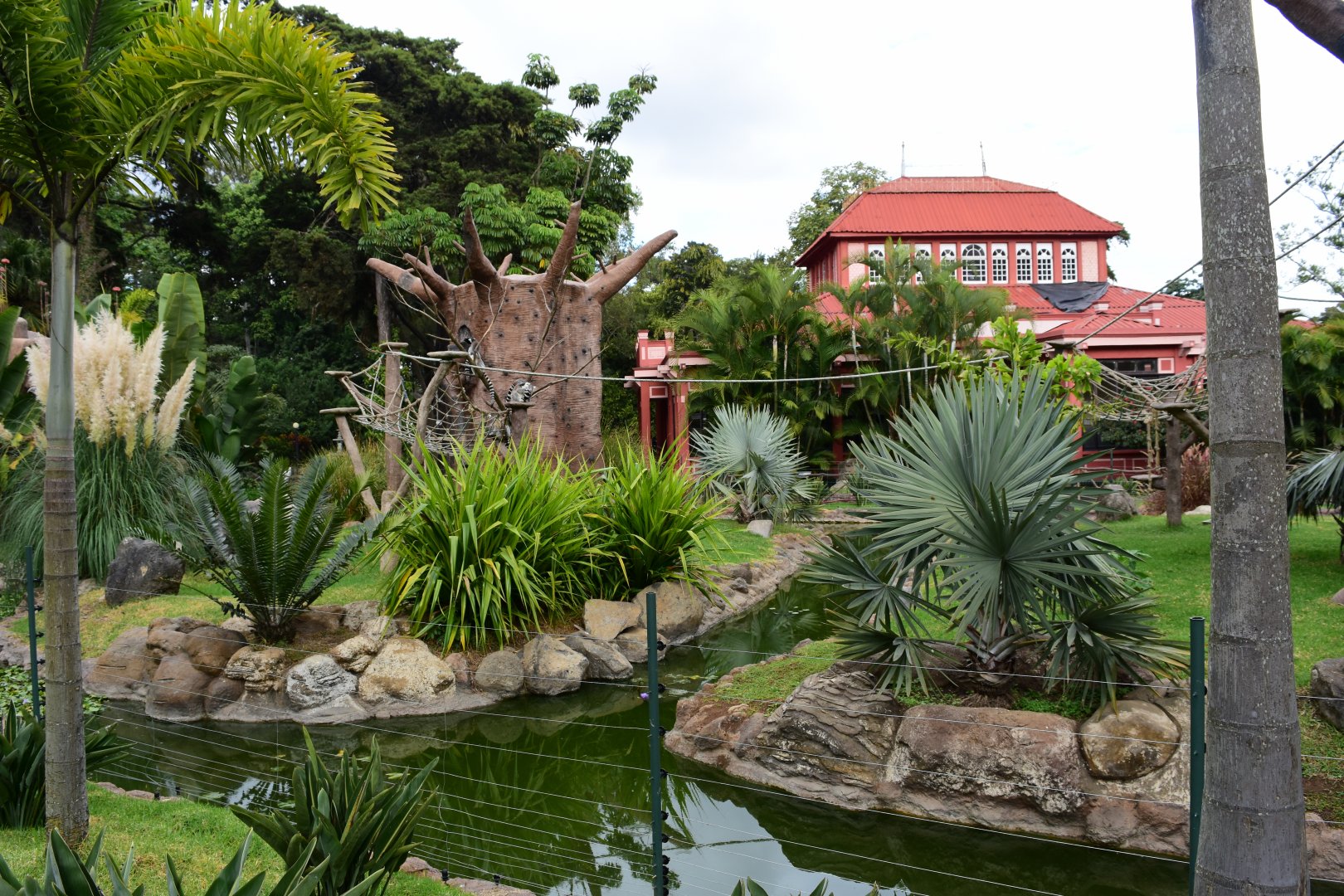 Ring-tailed lemur exhibit