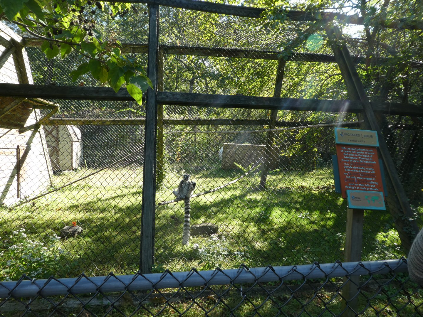 Ring-tailed Lemur Exhibit