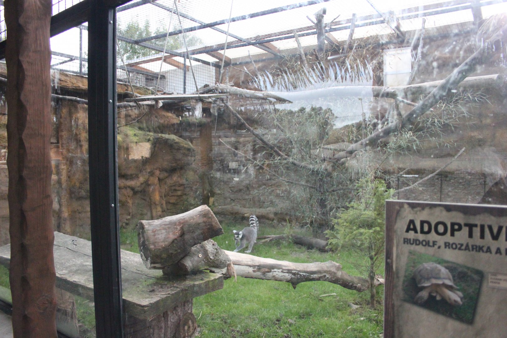 Ring-tailed lemur exhibit