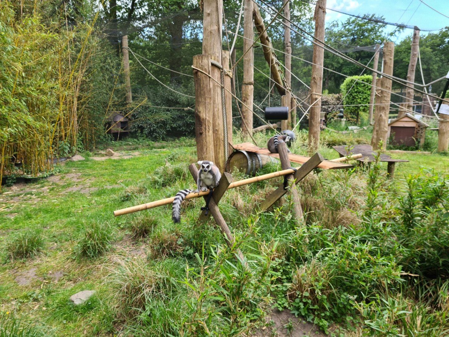 Ring-tailed lemur exhibit