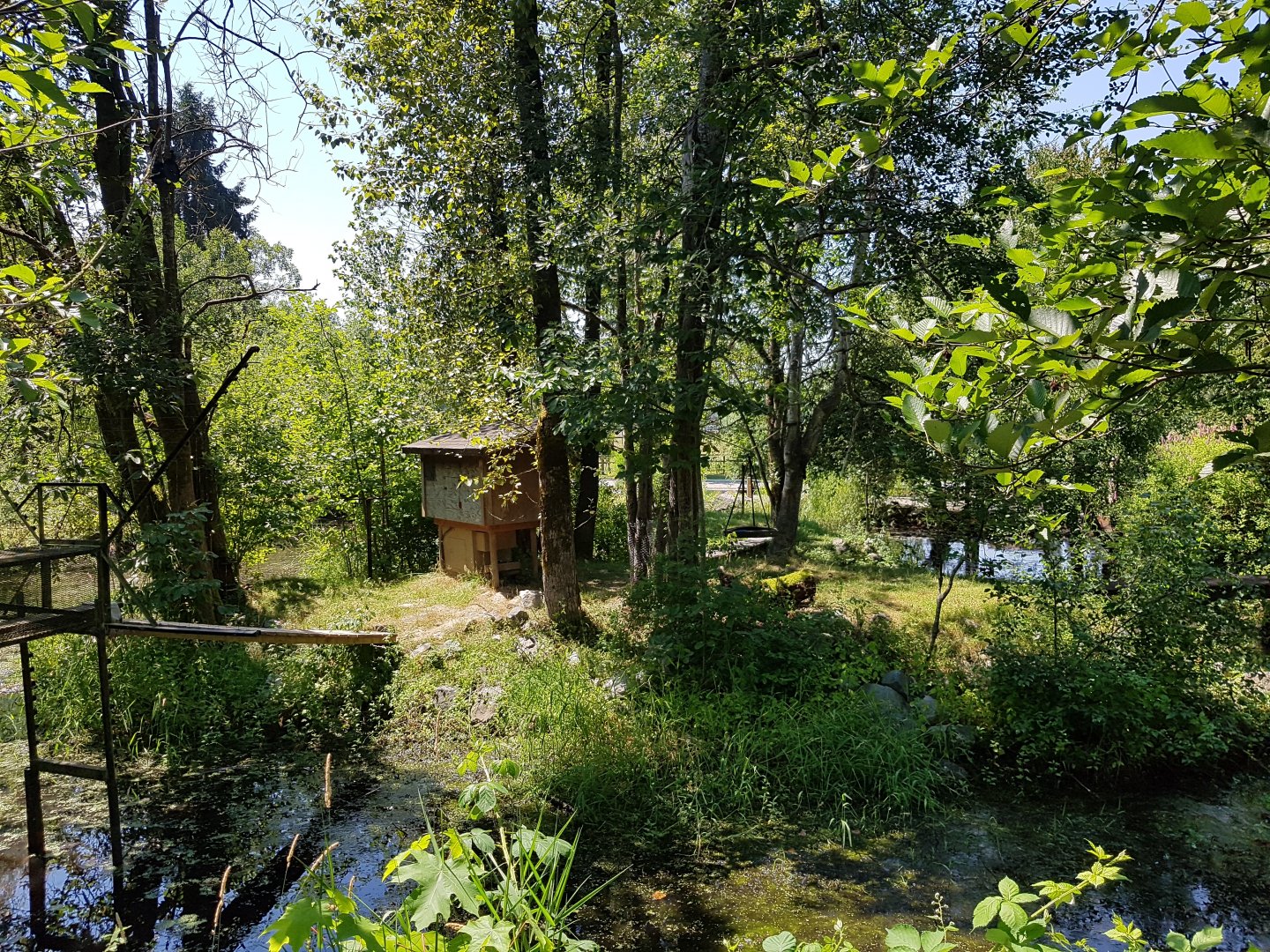 Ring-Tailed Lemur Exhibit