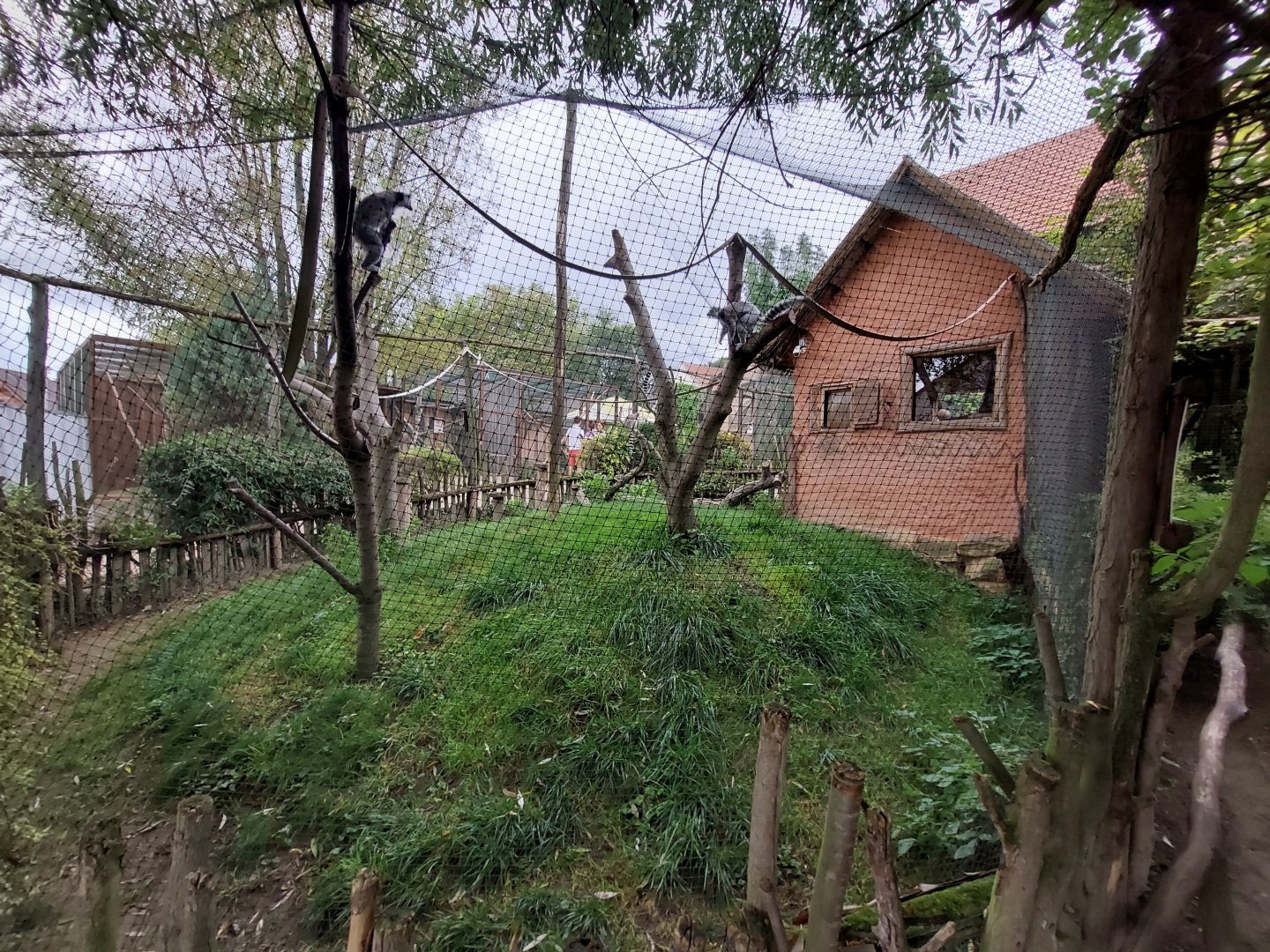 Ring-tailed lemur exhibit