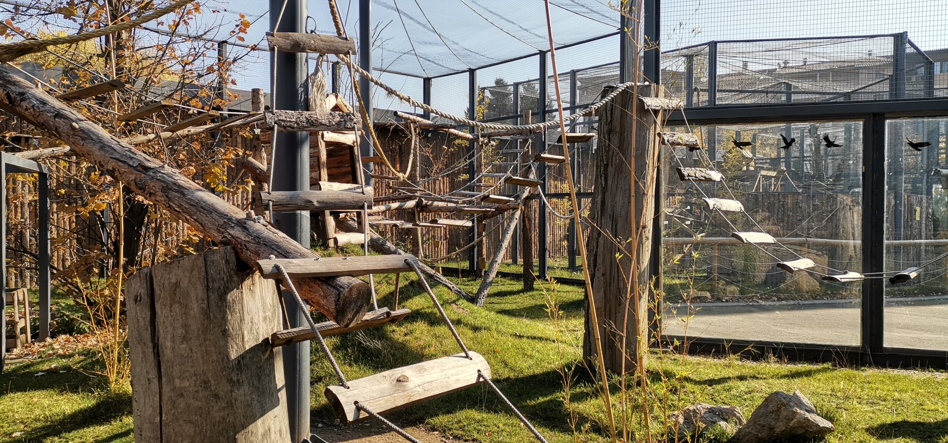 Ring-tailed Lemur exhibit
