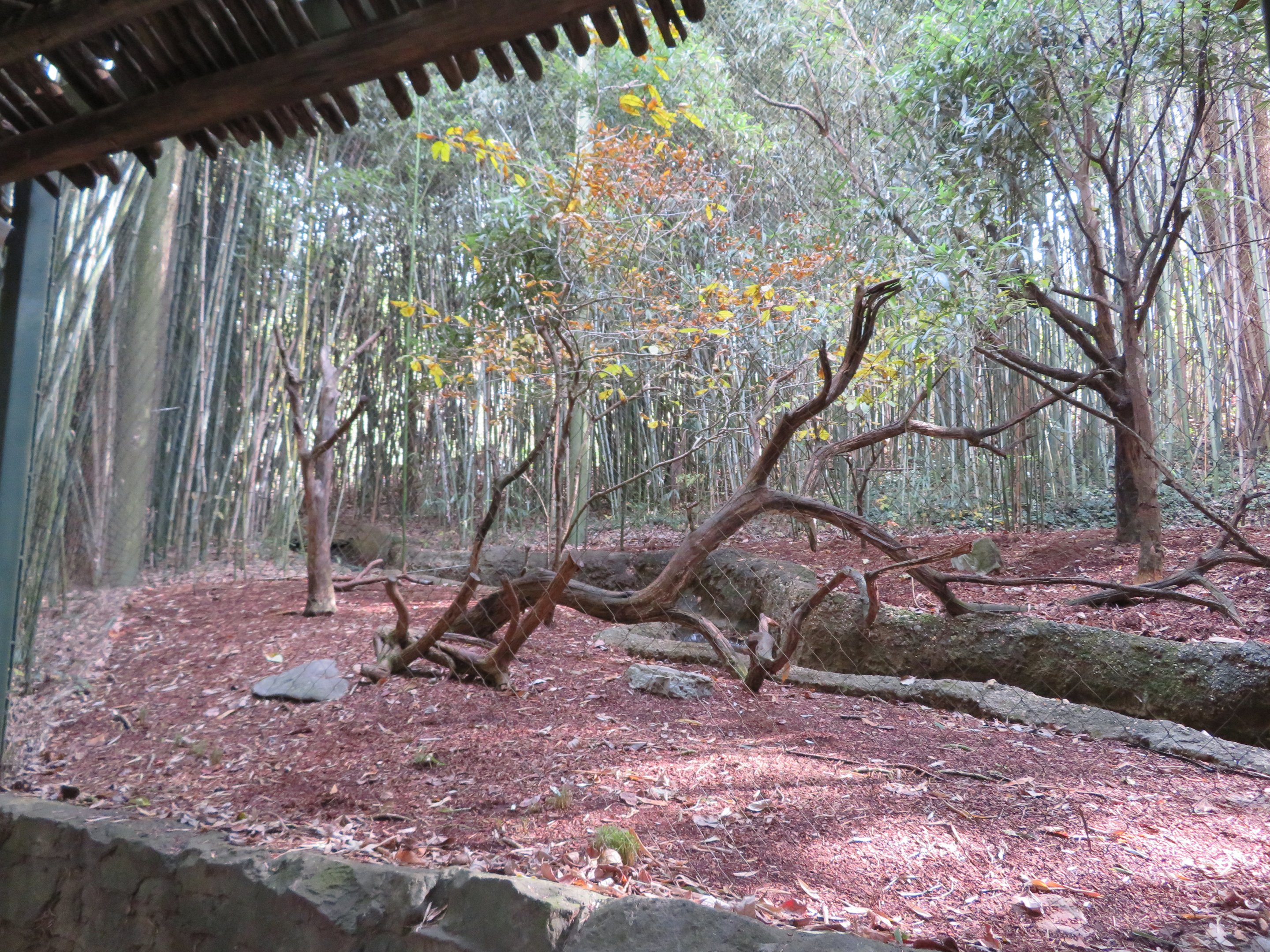 Ring-tailed Lemur Exhibit
