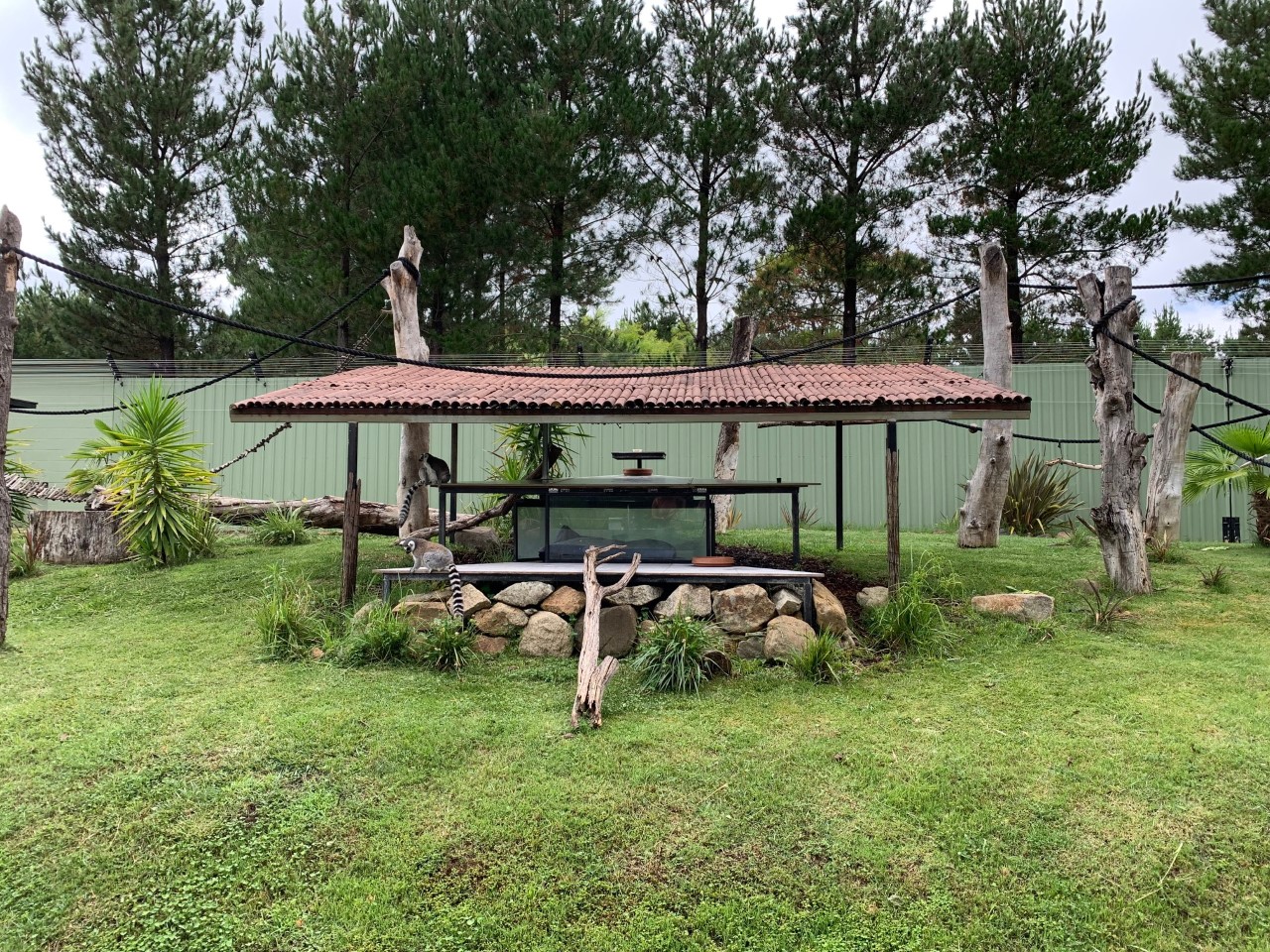Ring-tailed Lemur Exhibit